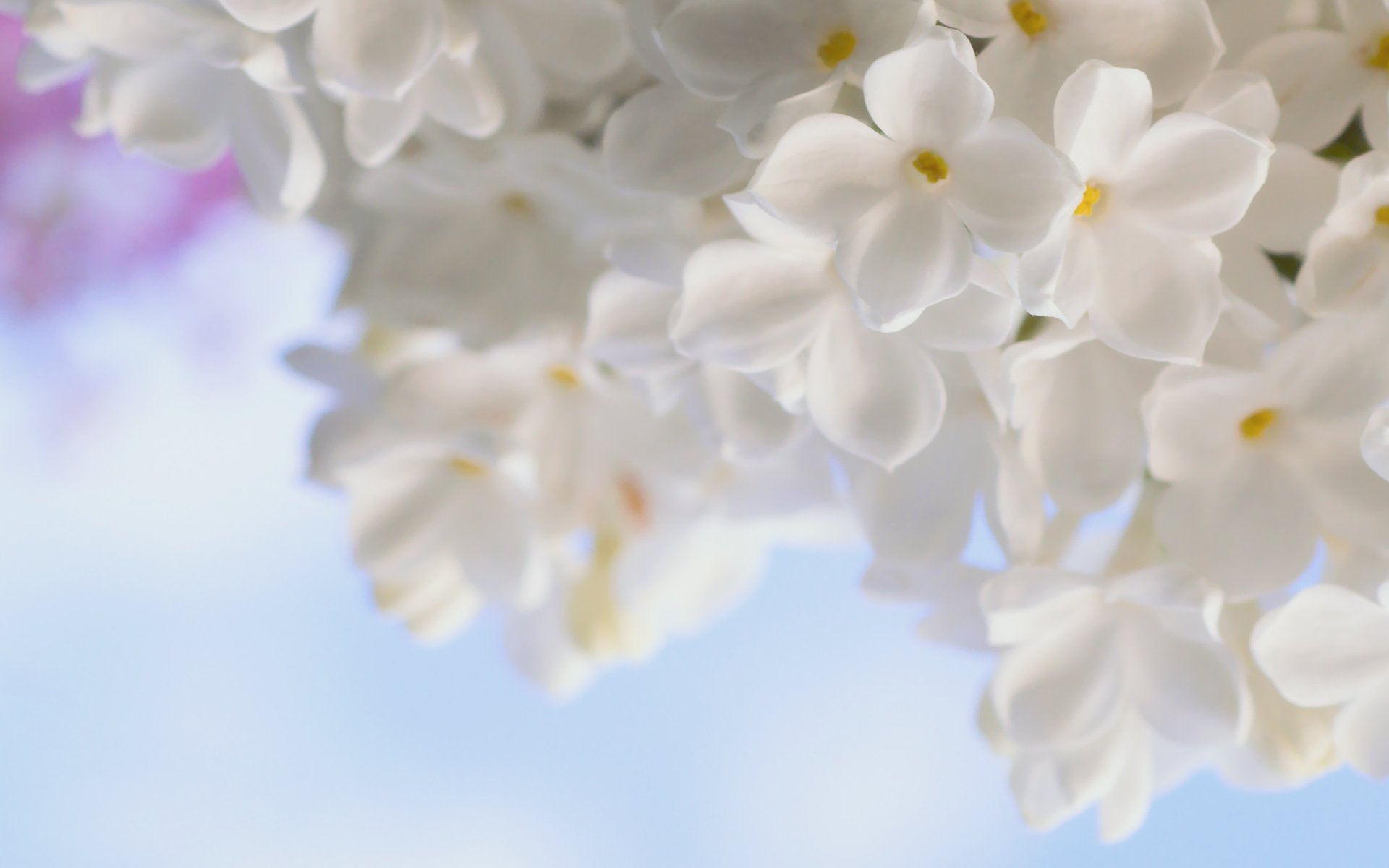 lilac white flower tender spring close up