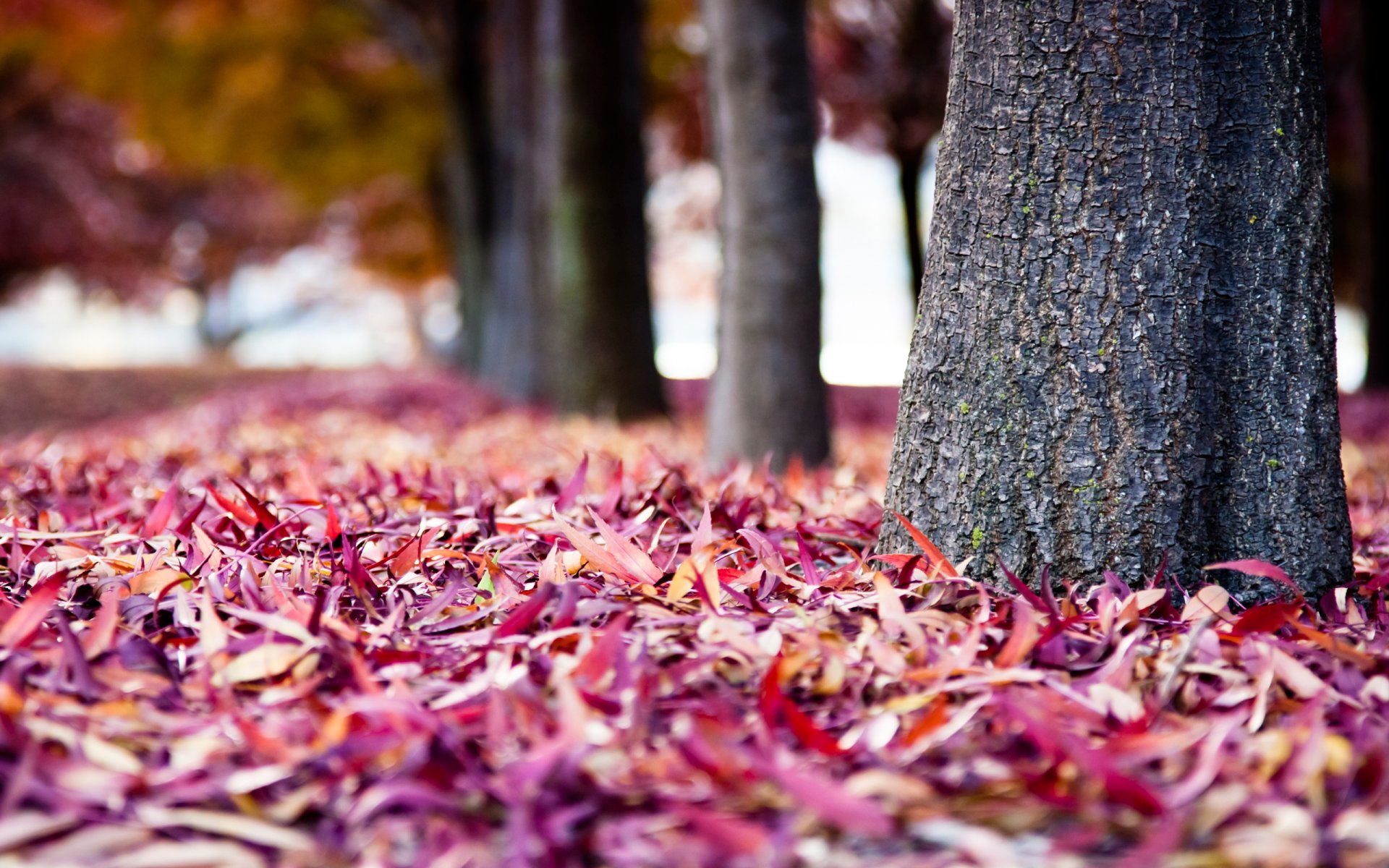 bäume im park pflanzen stämme rinde herbst laubhaufen bunt farbe laub unschärfe hintergrund