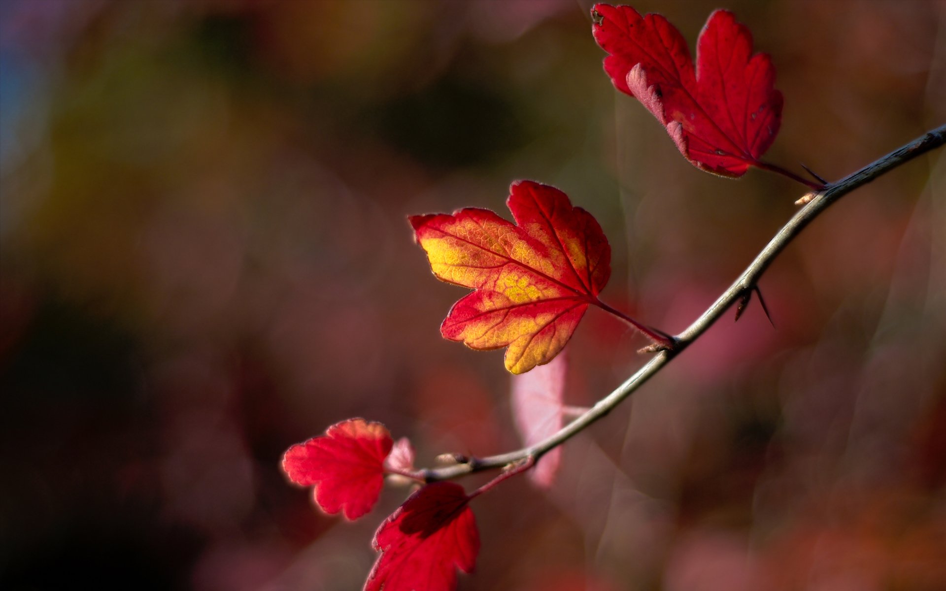 gałązka liście jesień rozmycie bokeh