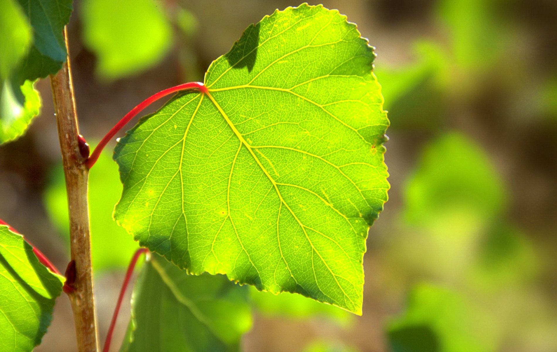 tilleul feuille printemps verdure soleil lumière éblouissement