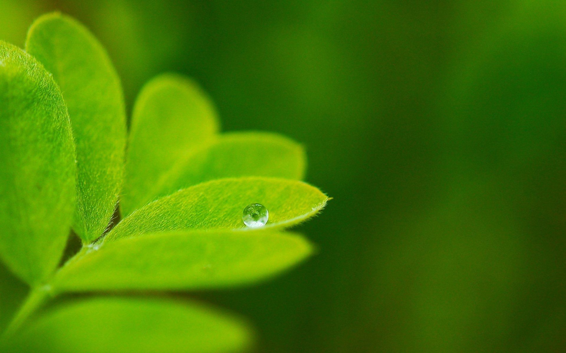 natura rośliny liść zieleń makro kropla tło tapeta