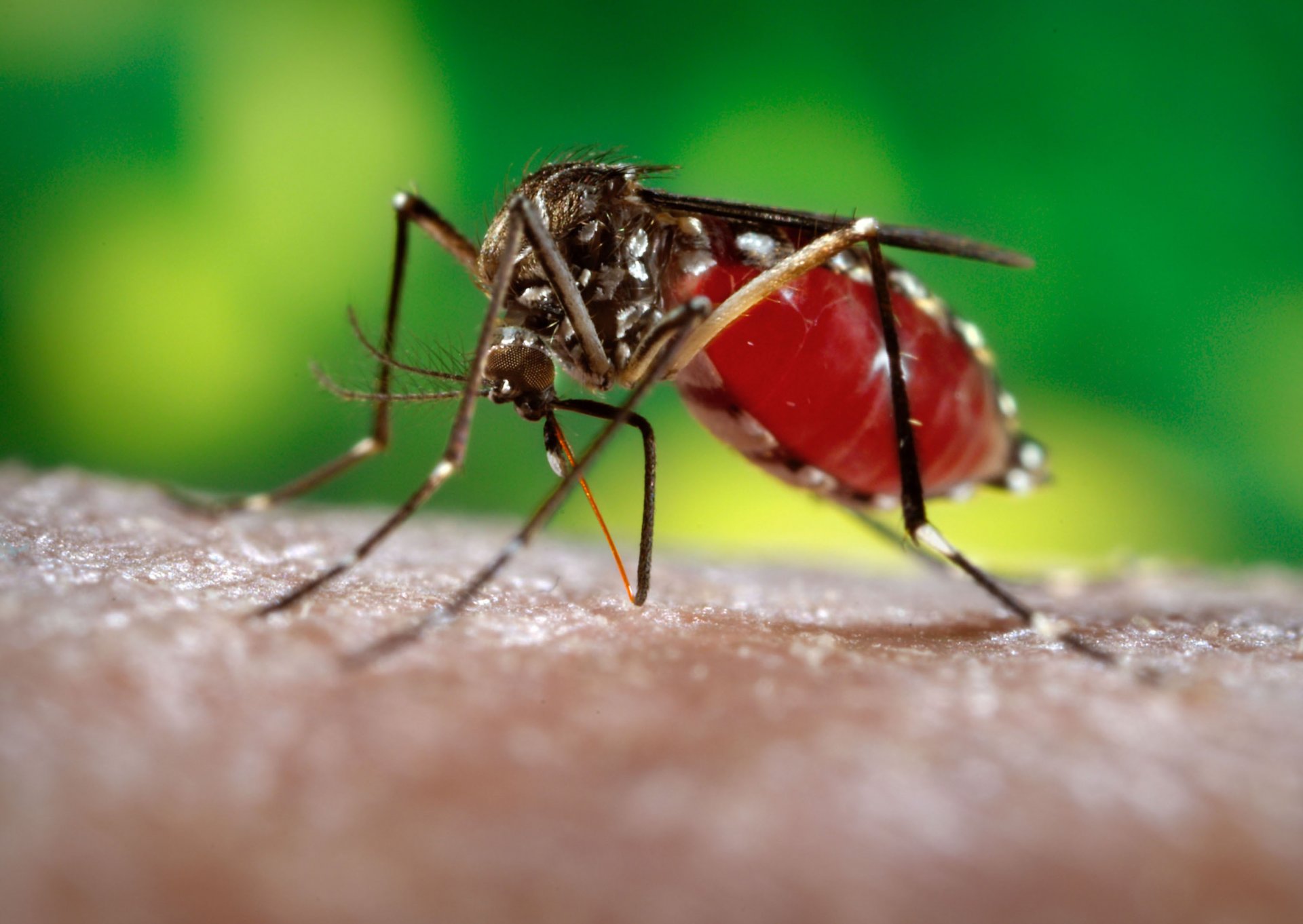 macro mosquito piel mano chupa sangre fondo de pantalla