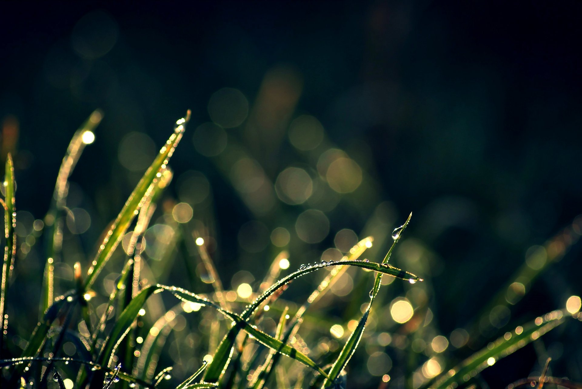 plantas hierba gotas reflejos bokeh fondo fondo de pantalla