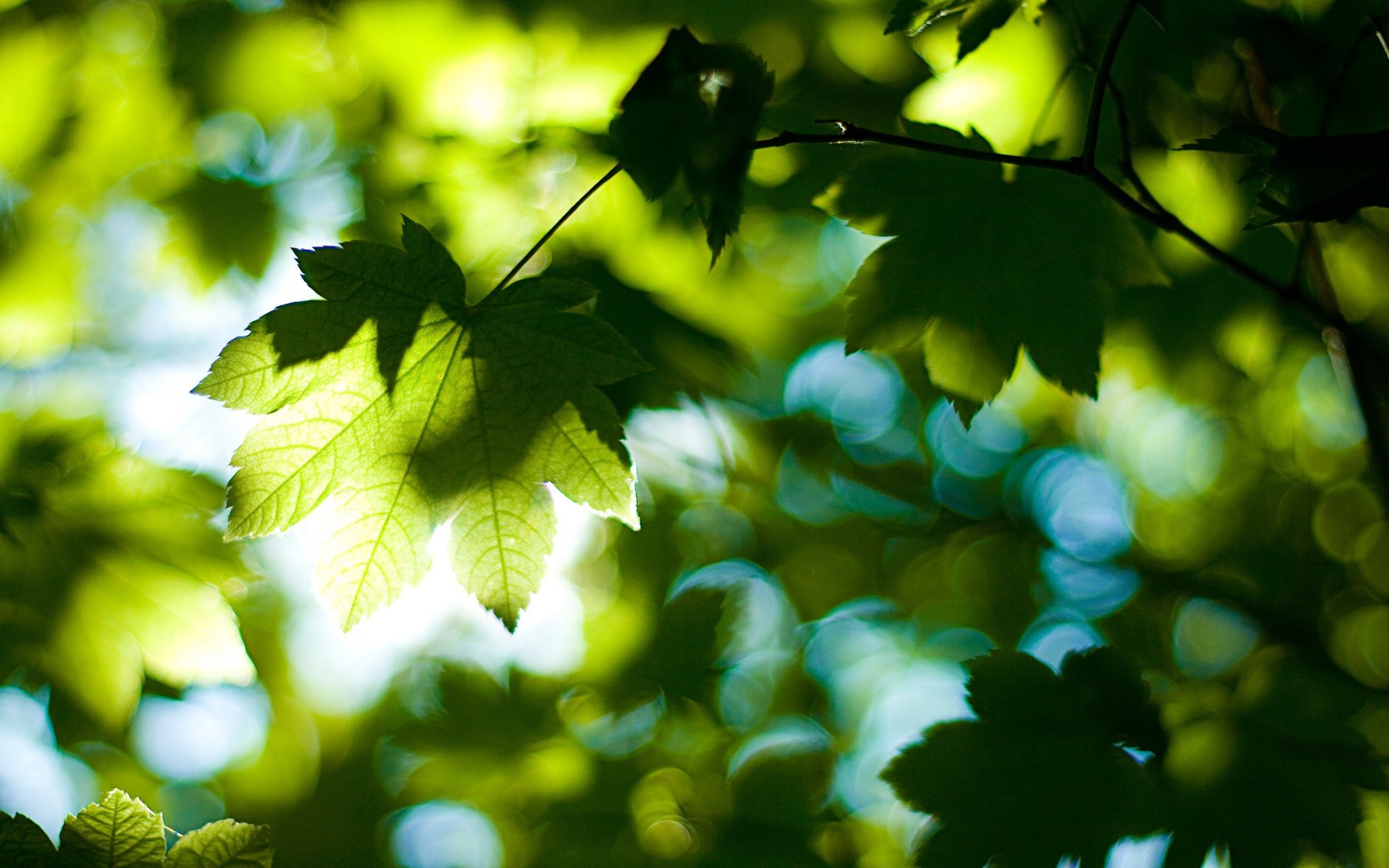 natur bäume blätter laub sommer wald licht tag