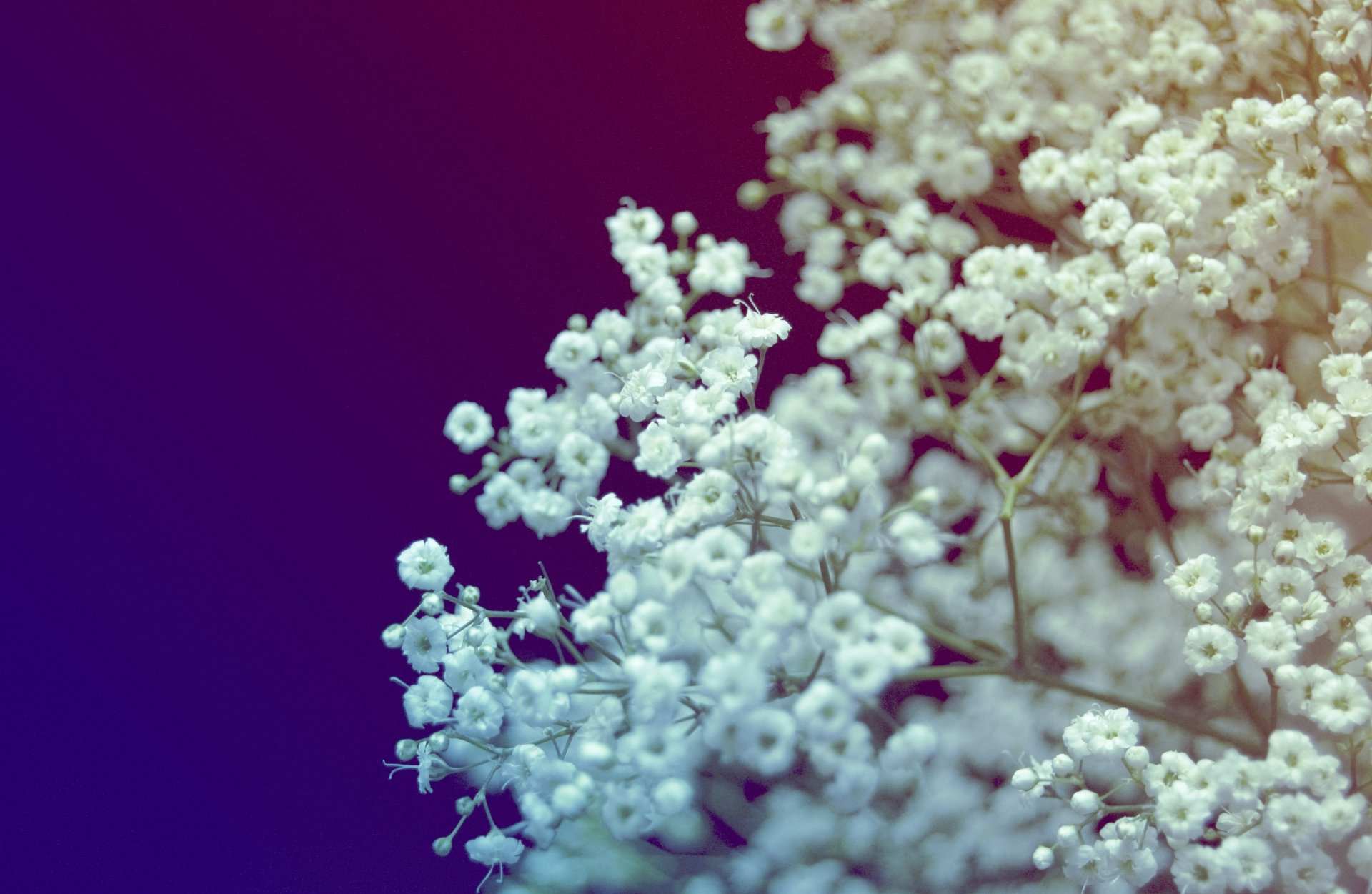 blanc fleurs bouquet gros plan bleu couleur couleurs