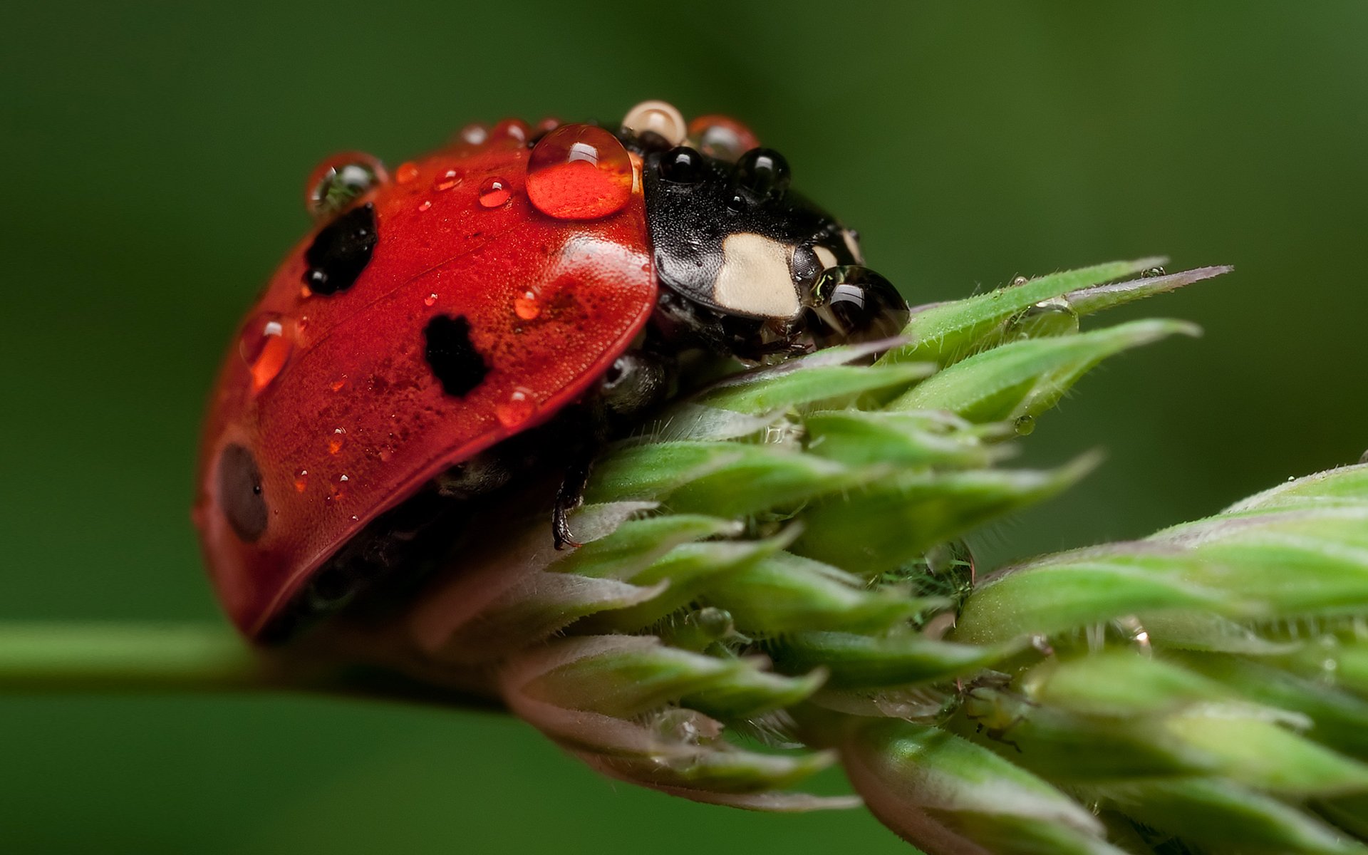 god ladybug insect drops water plant the stem background