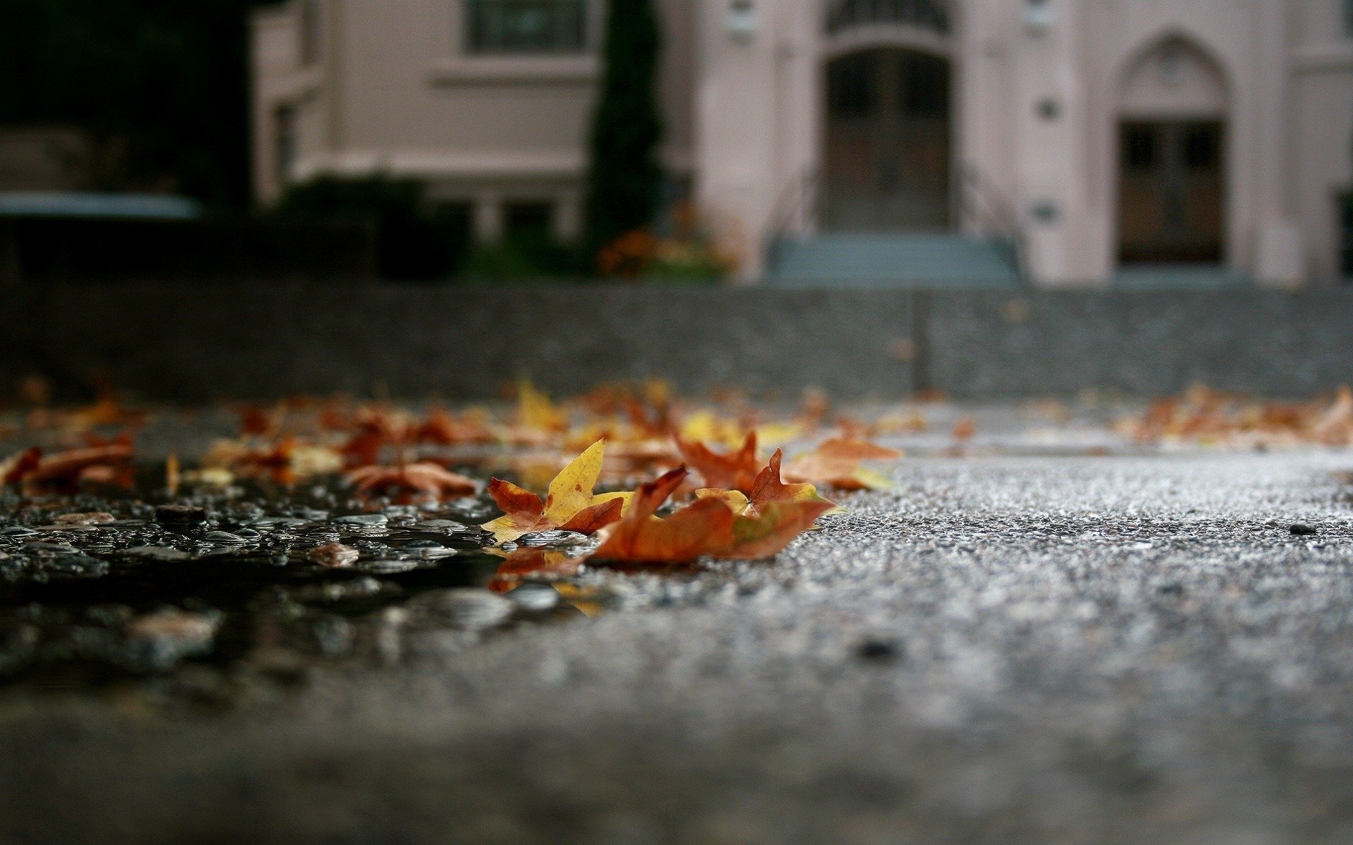 makro asphalt herbst gefallene blätter pfütze