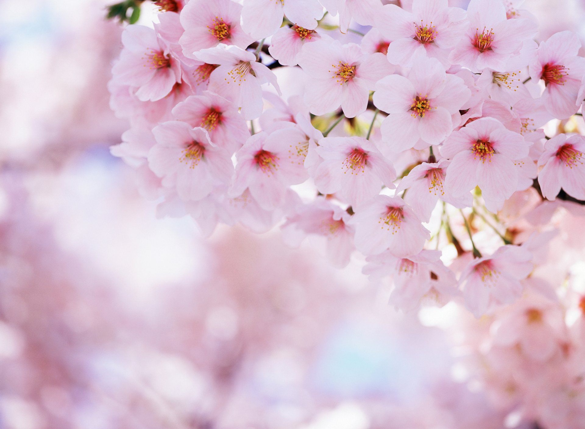 sakura cerise fleurs floraison pétales printemps nature