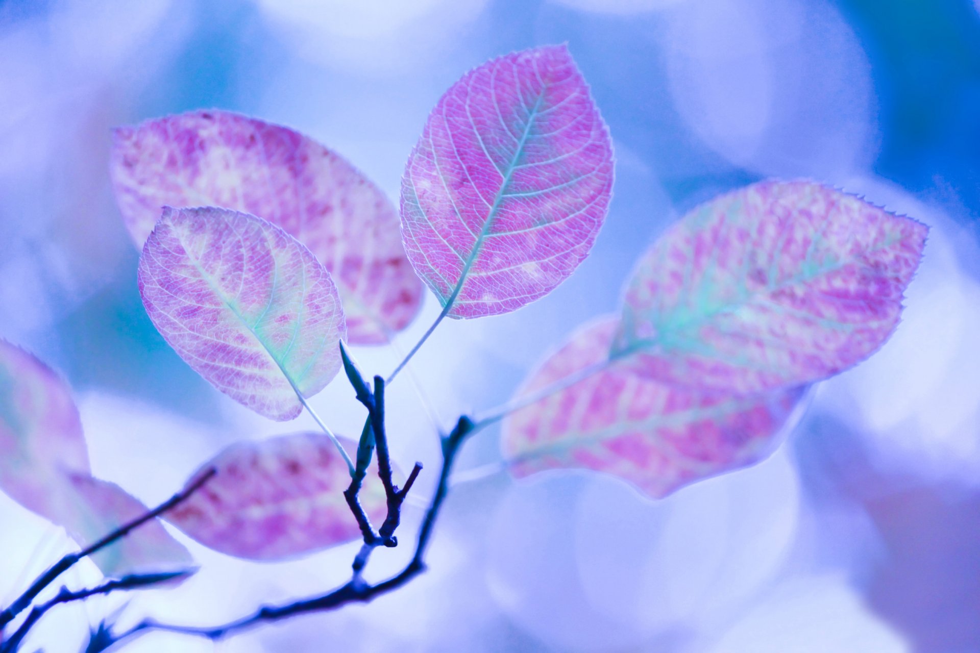 branche feuilles macro automne traitement éblouissement lumière couleurs