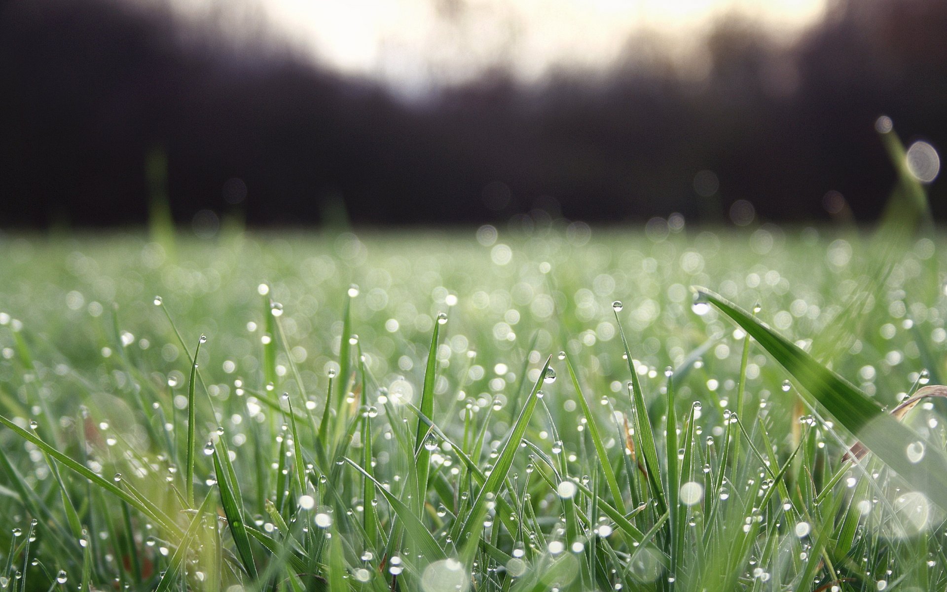 herbe verdure gouttes rosée eau fraîcheur nature gros plan