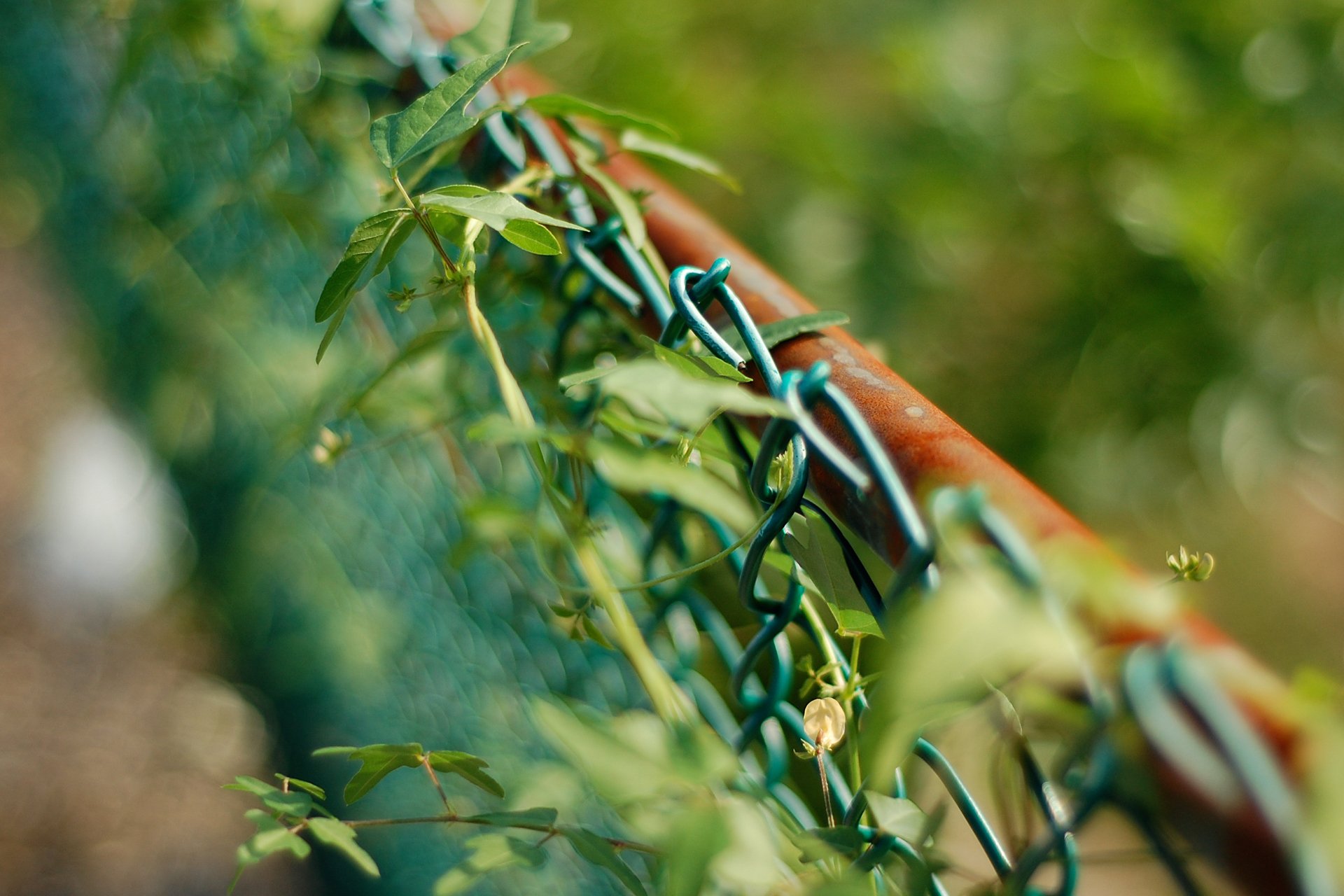 fence net plant