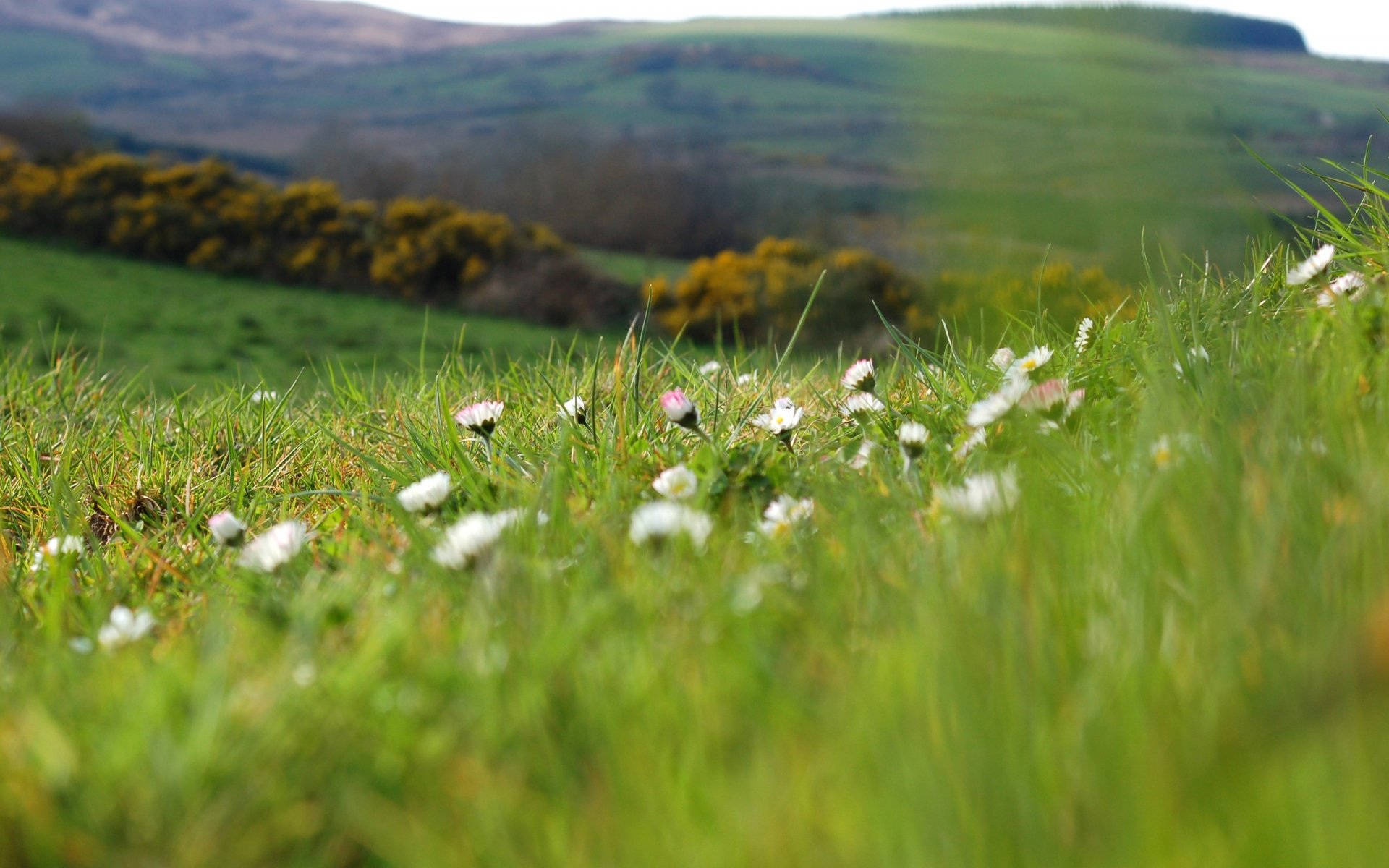 gras makro kamille blumen pflanzen grün feld sommer frühling lichtung hügel natur unschärfe