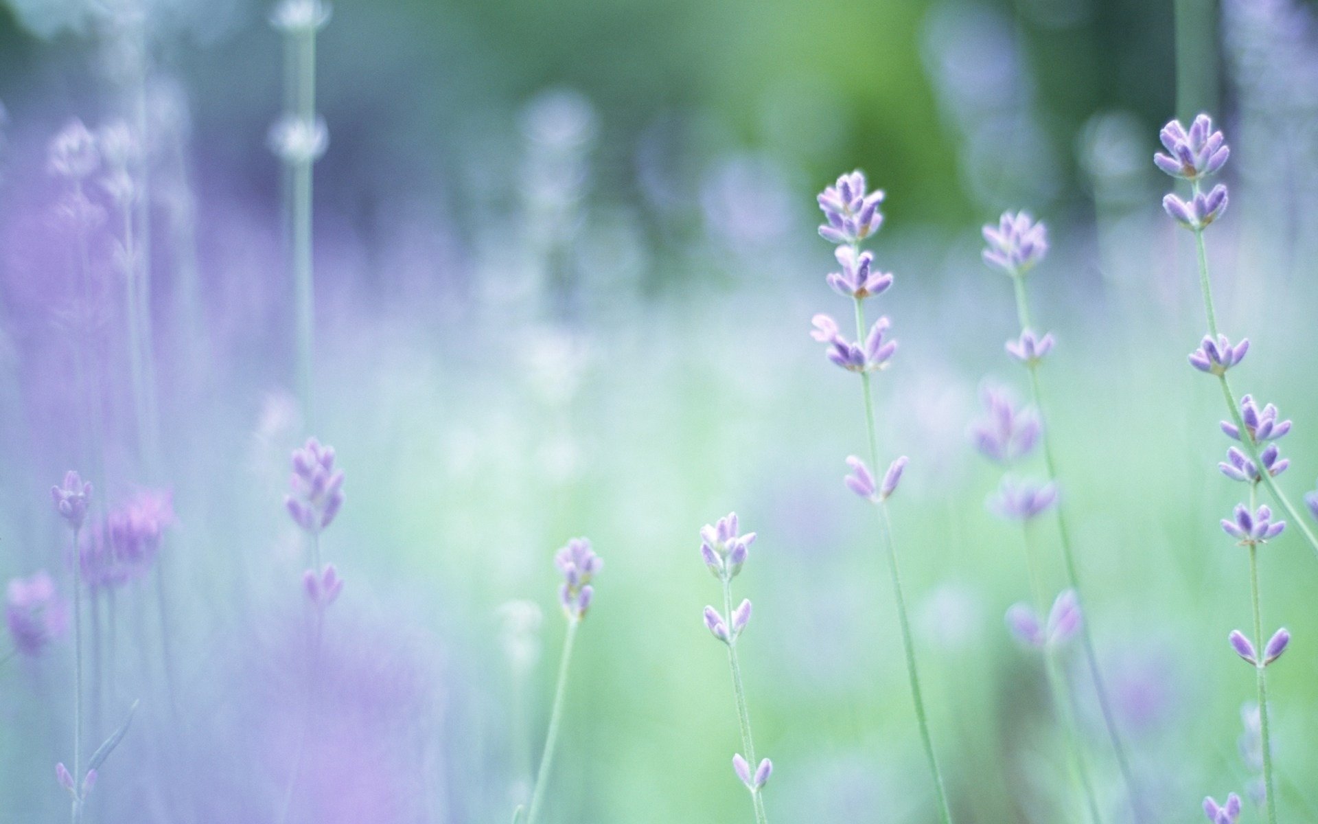 lavanda fiori radura verde piante macro primavera sfocatura messa a fuoco