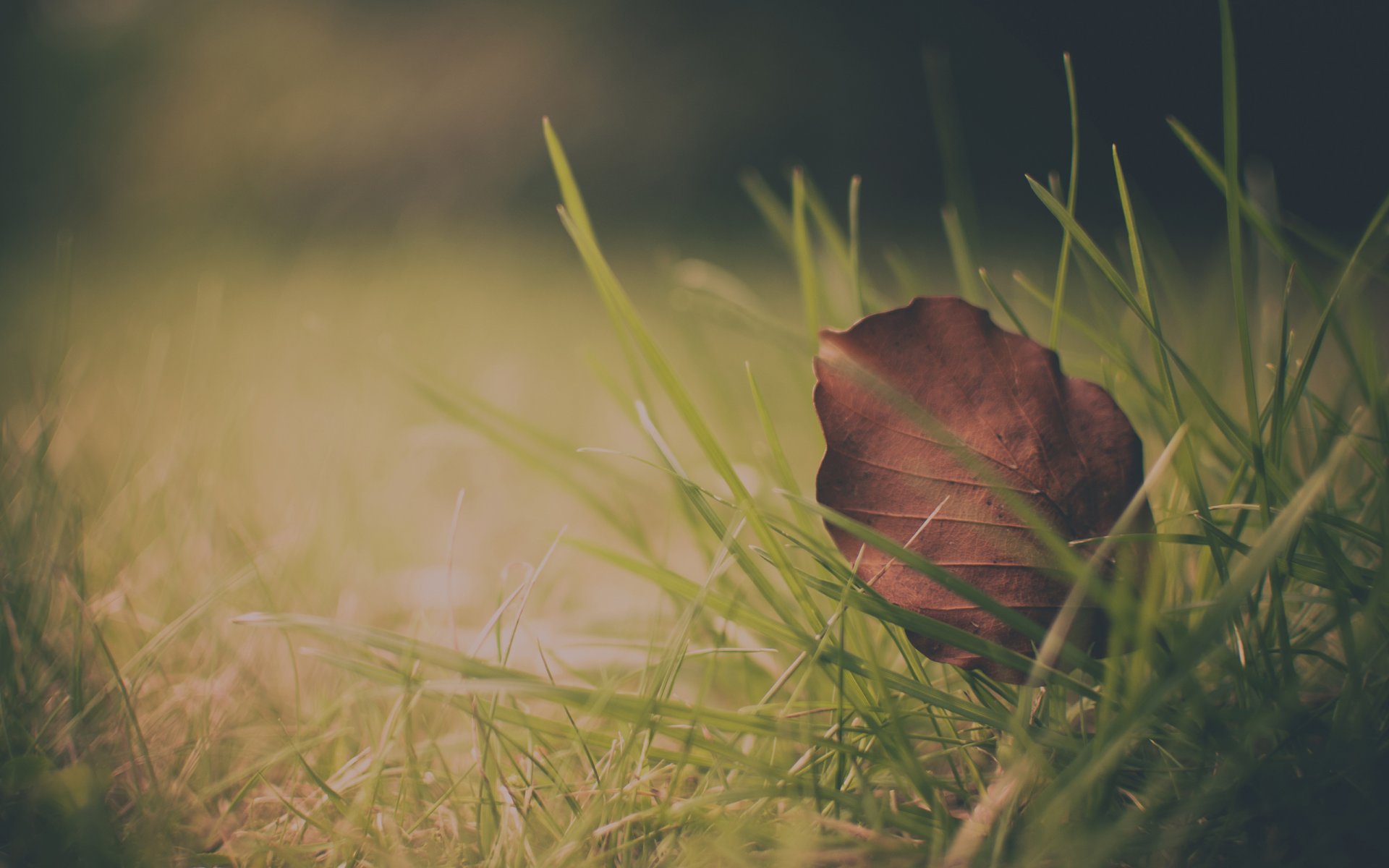 macro wallpaper leaves leaves leaf leaflet leaflet leaves foliage leaf fall autumn grass leaves wallpaper leaf wallpaper autumn wallpaper