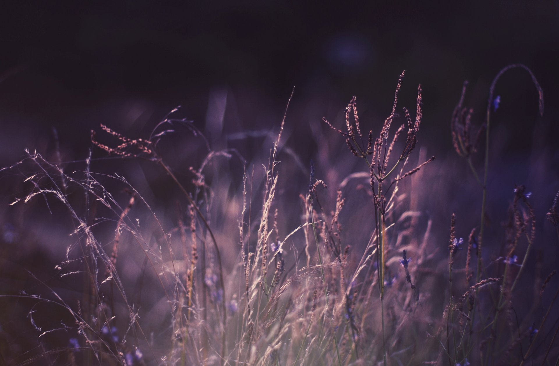 makro foto pflanzen natur gras lila farbe hintergrundbilder