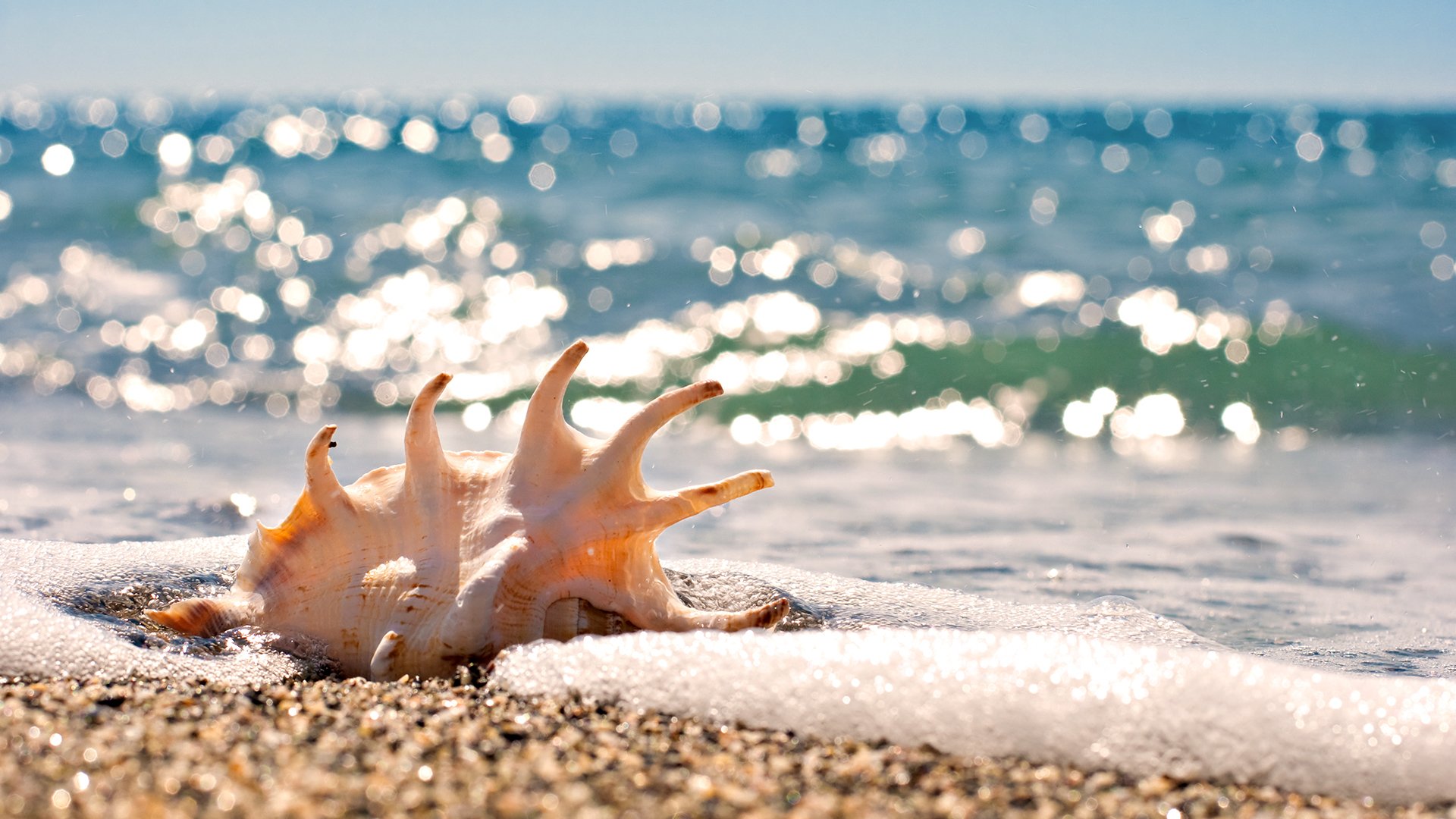 conchiglia costa pietre spiaggia mare messa a fuoco