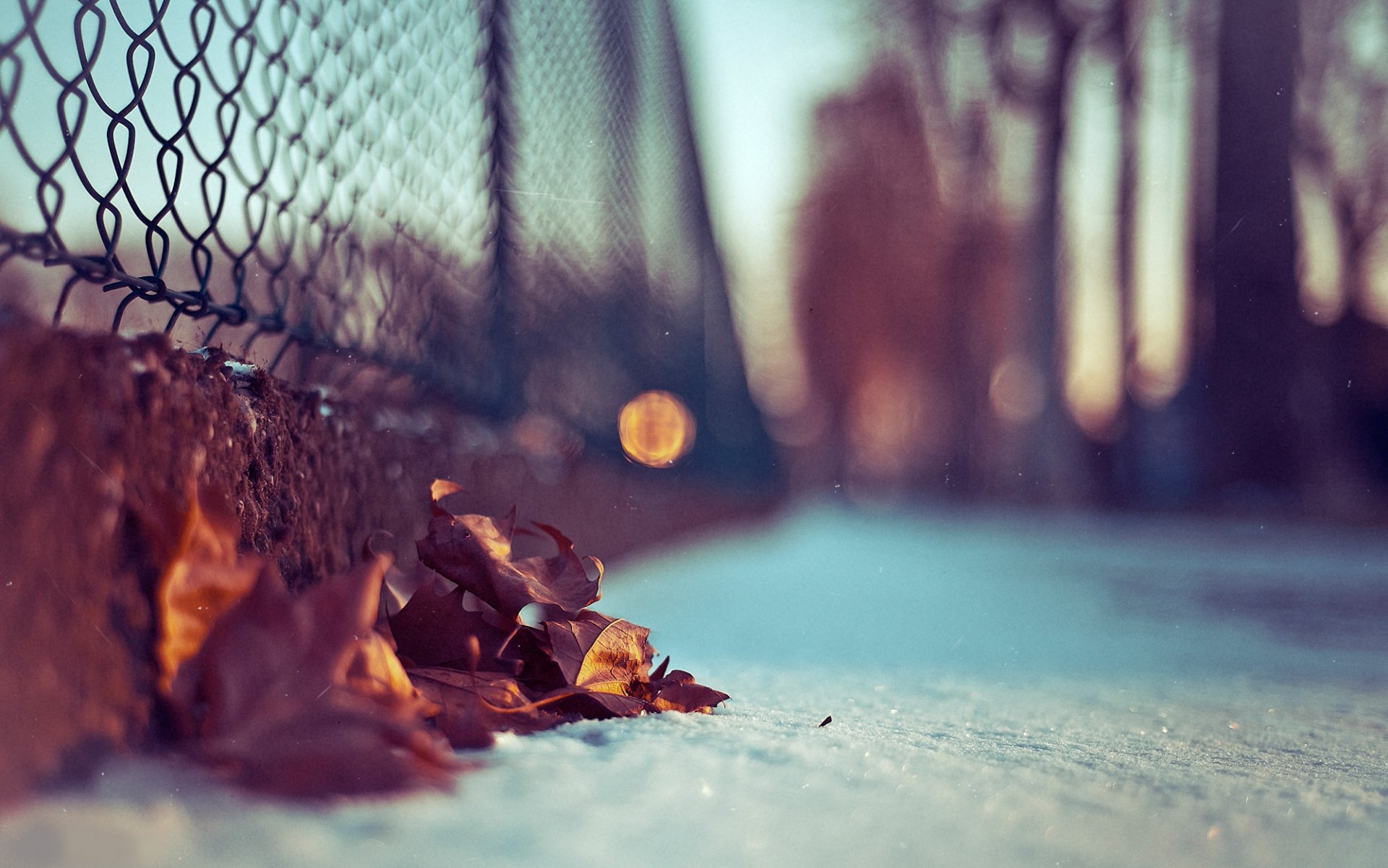 photo macro neige feuilles flou bokeh fond d écran