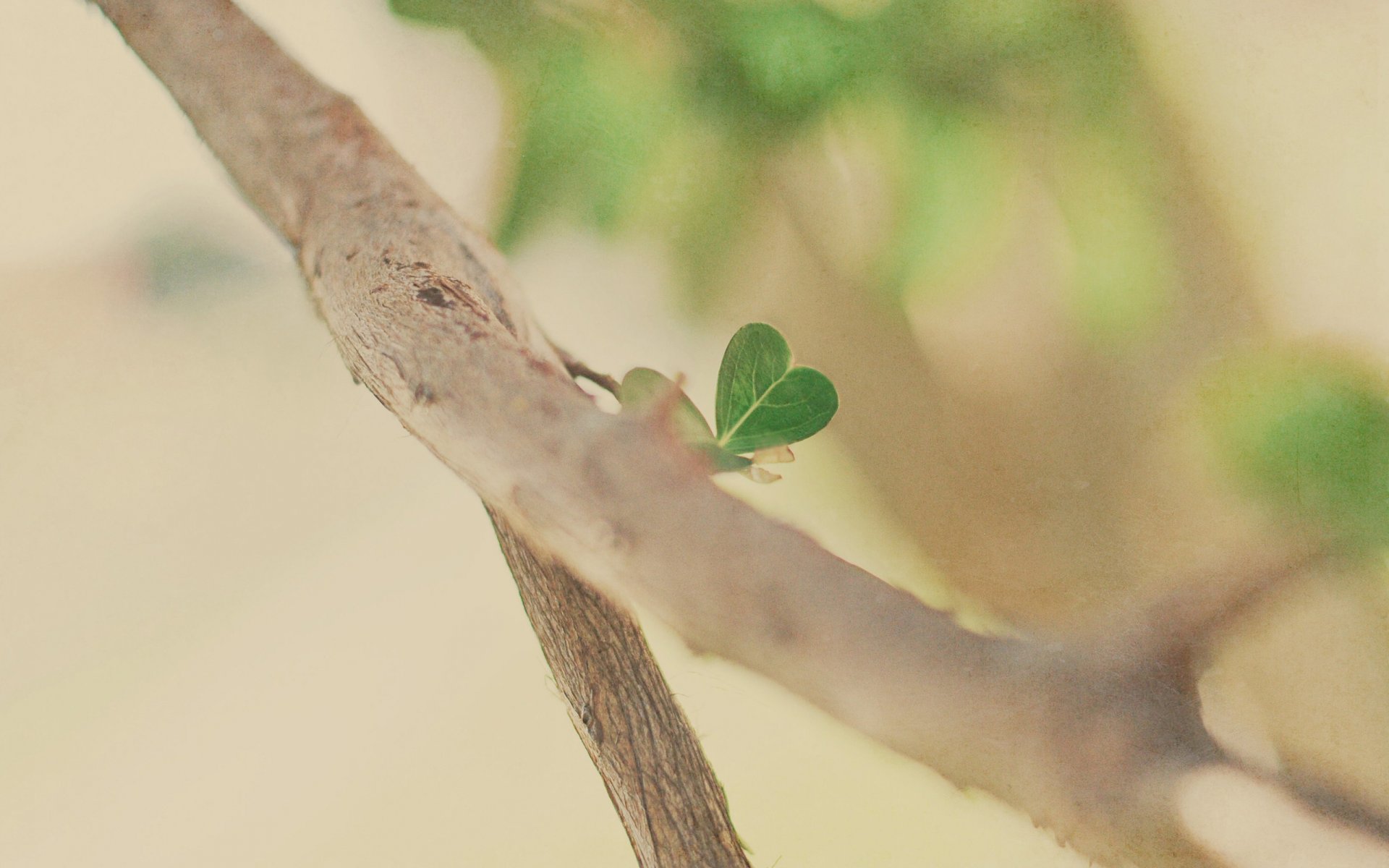 macro mood tree trees branch branches branches branch leaf leaf leaves leaves heart hearts heart hearts leaf wallpaper leaves wallpaper