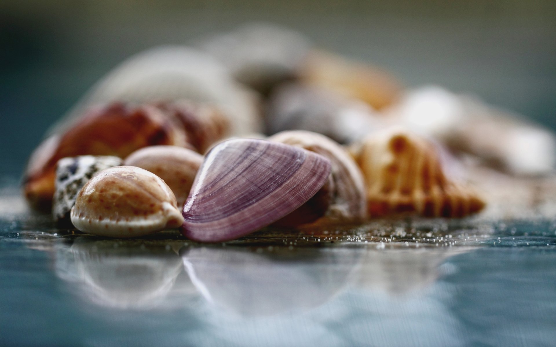 makro foto oberfläche glas muscheln unschärfe hintergrund tapete und hintergrund