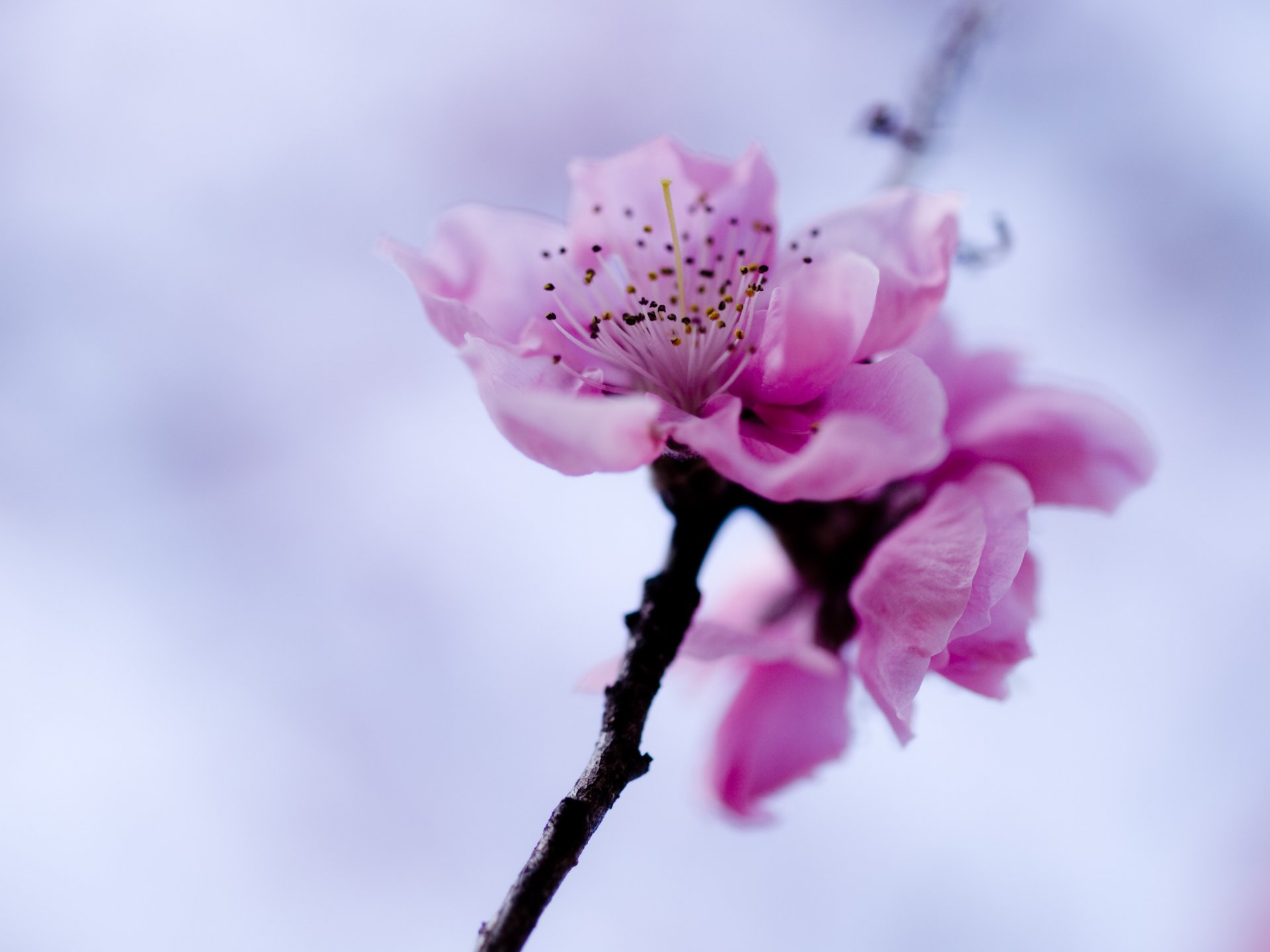 blume rosa sakura zweig himmel frühling