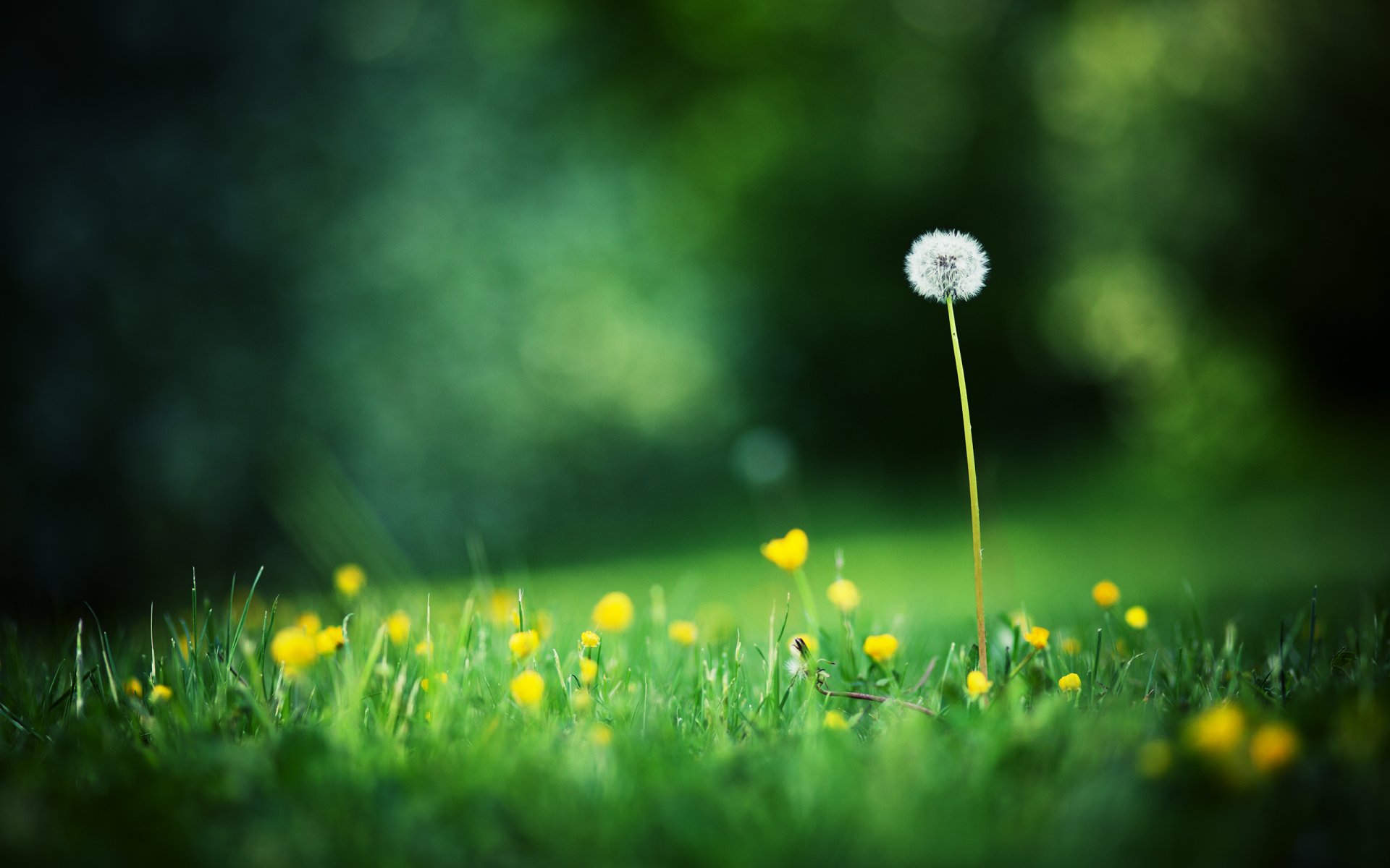 makro foto lichtung gras blumen löwenzahn sommer unschärfe bokeh hintergrund tapete