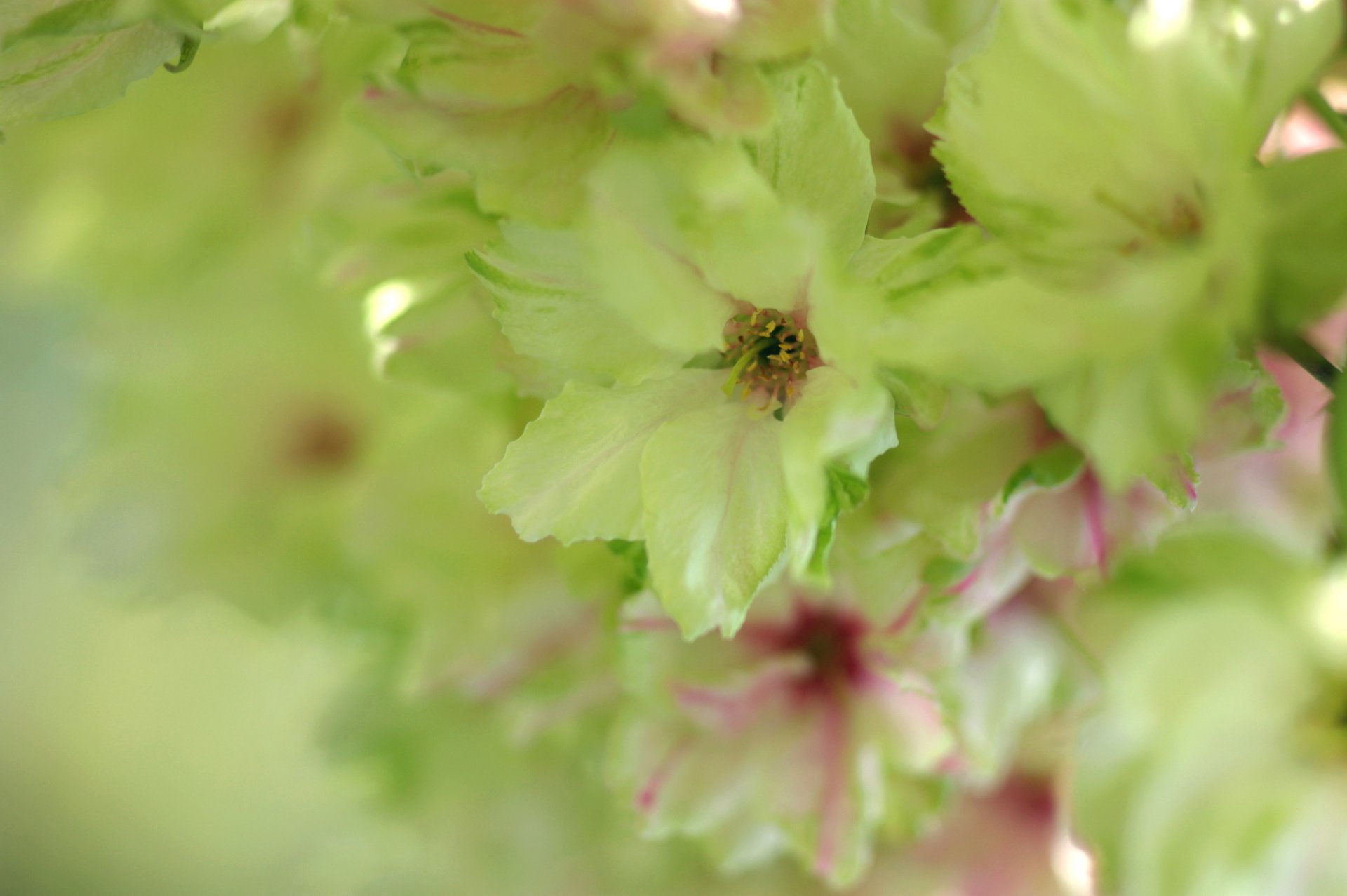 fiori primavera fioritura tenerezza verde chiaro sfocatura macro verde sakura