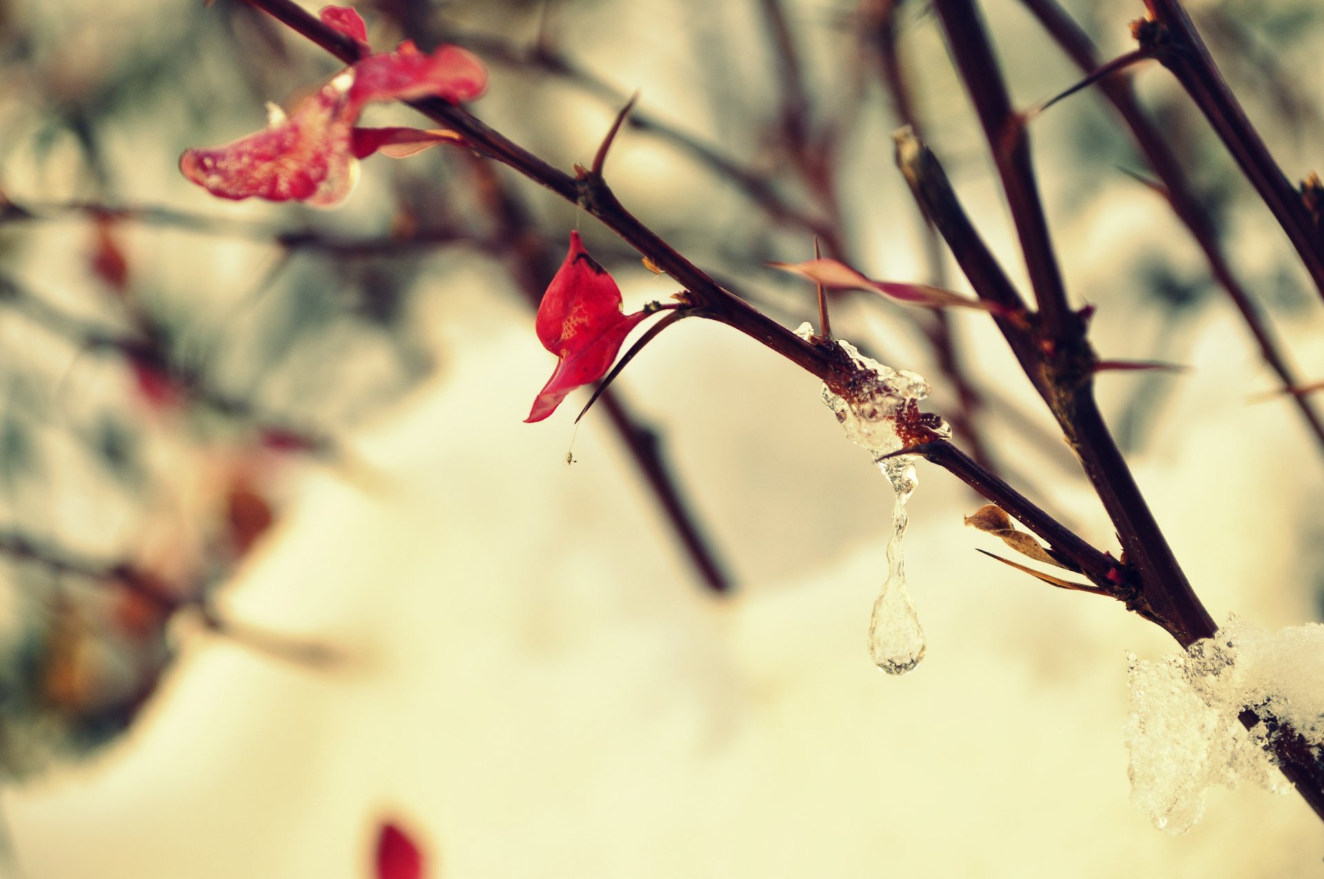 macro ramo cespuglio albero ghiaccio gocce gelo foglia neve primavera