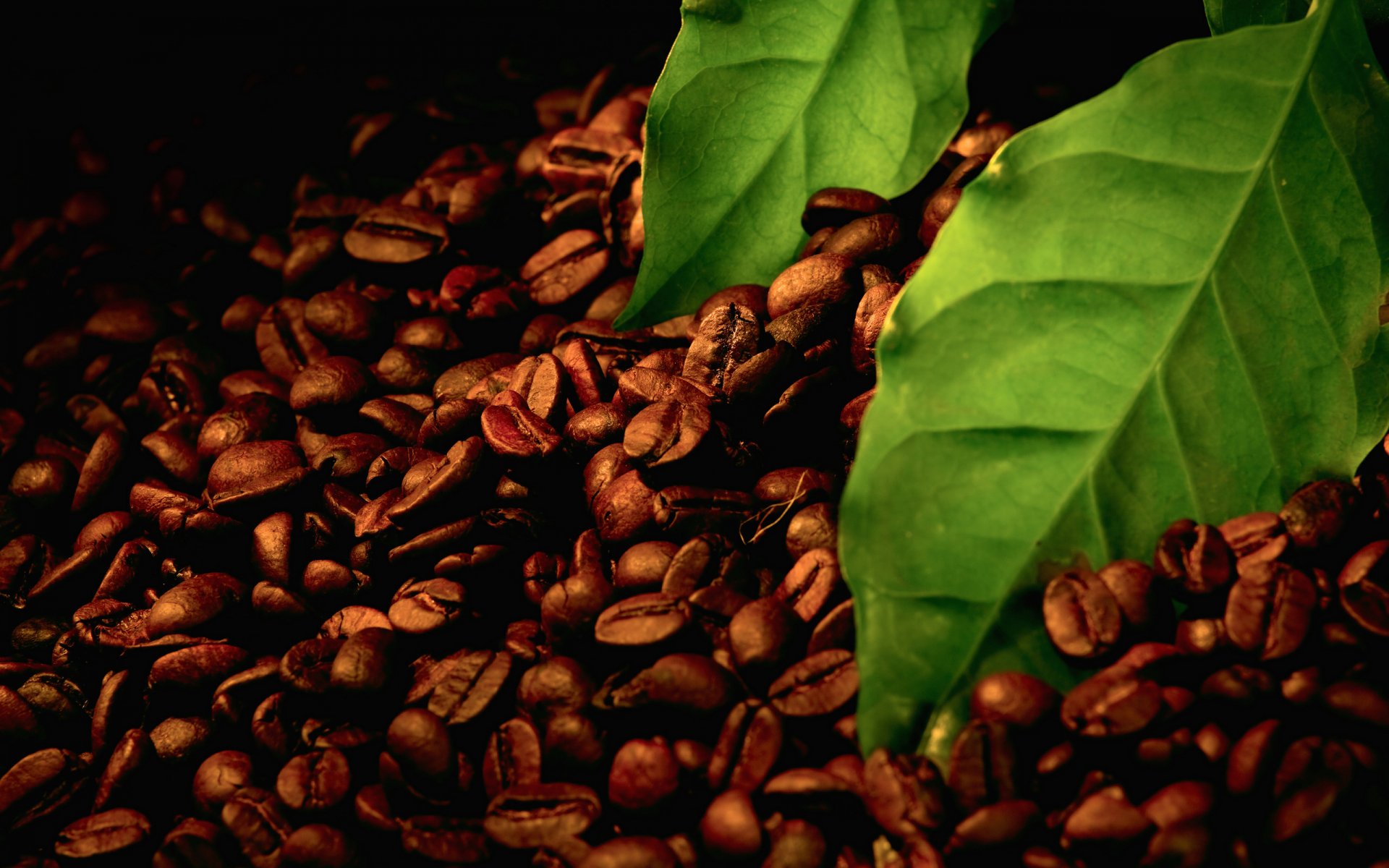 close up coffee corn leaves sheets piece