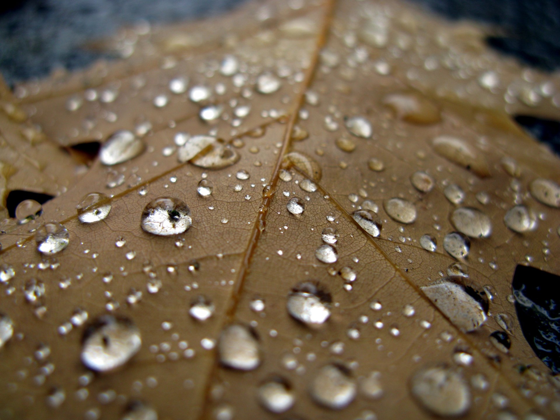 hoja gotas agua lluvia fresco macro otoño