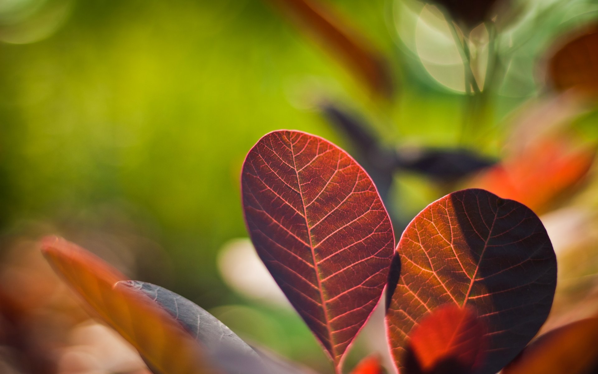 pflanzen natur blätter hell farben foto makro hintergrund tapete