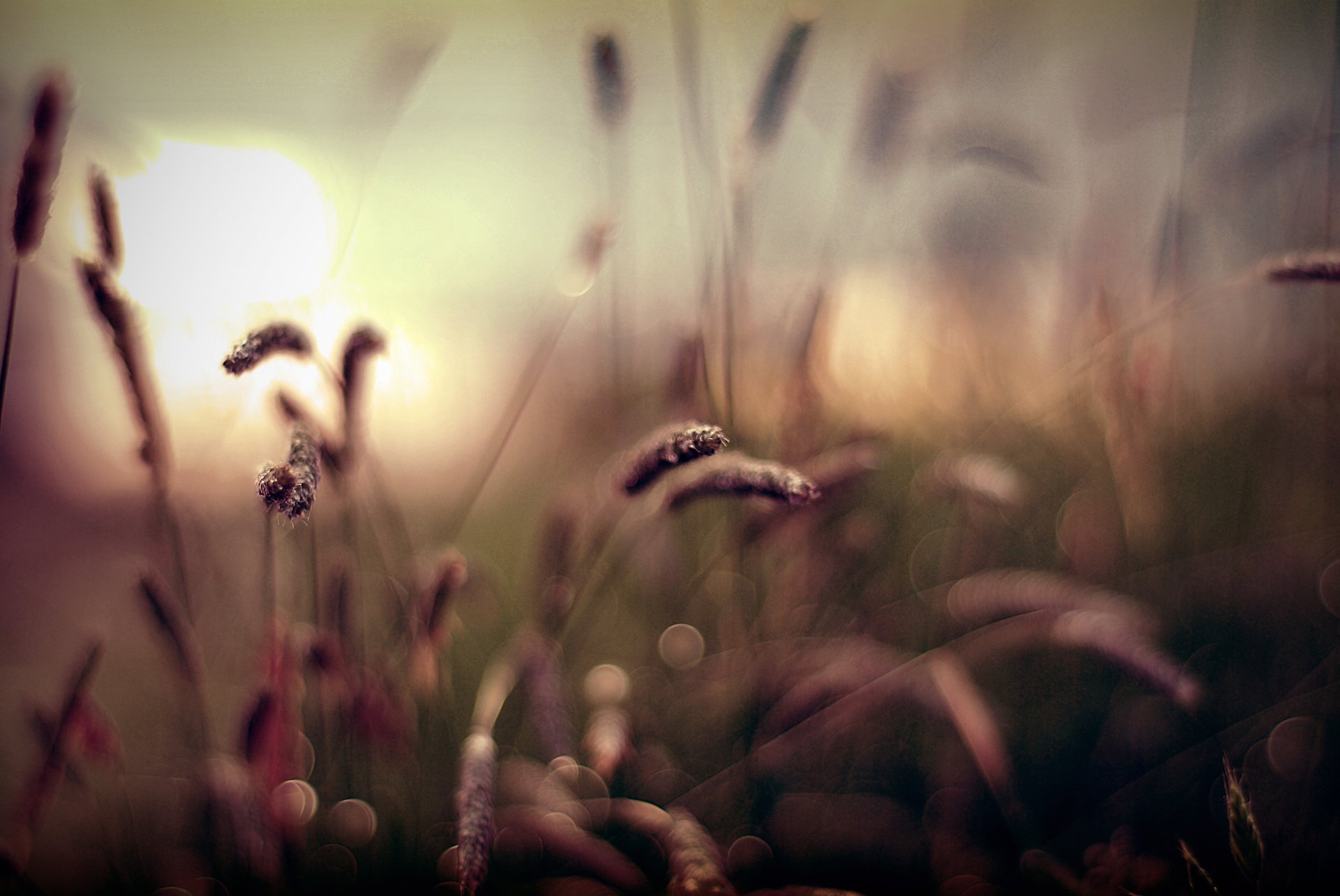 unset grass blur