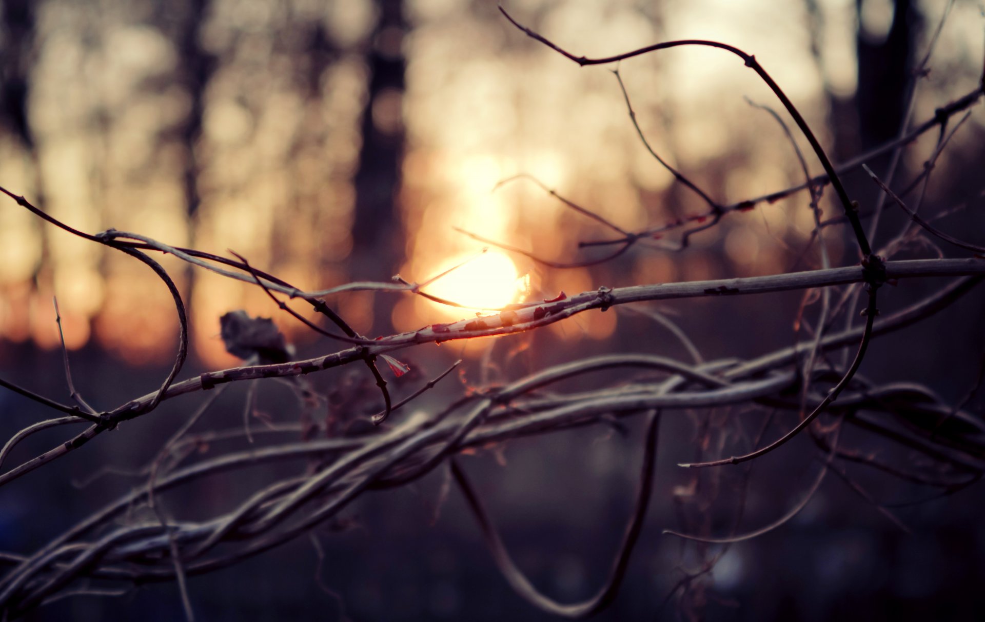 rami rami alberi foresta sole tramonto autunno macro