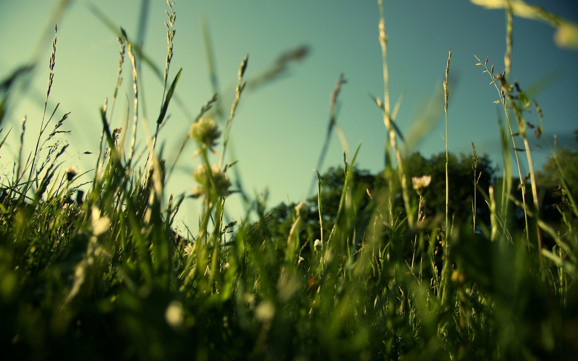 natur gras rasen grüns feld sommer makro