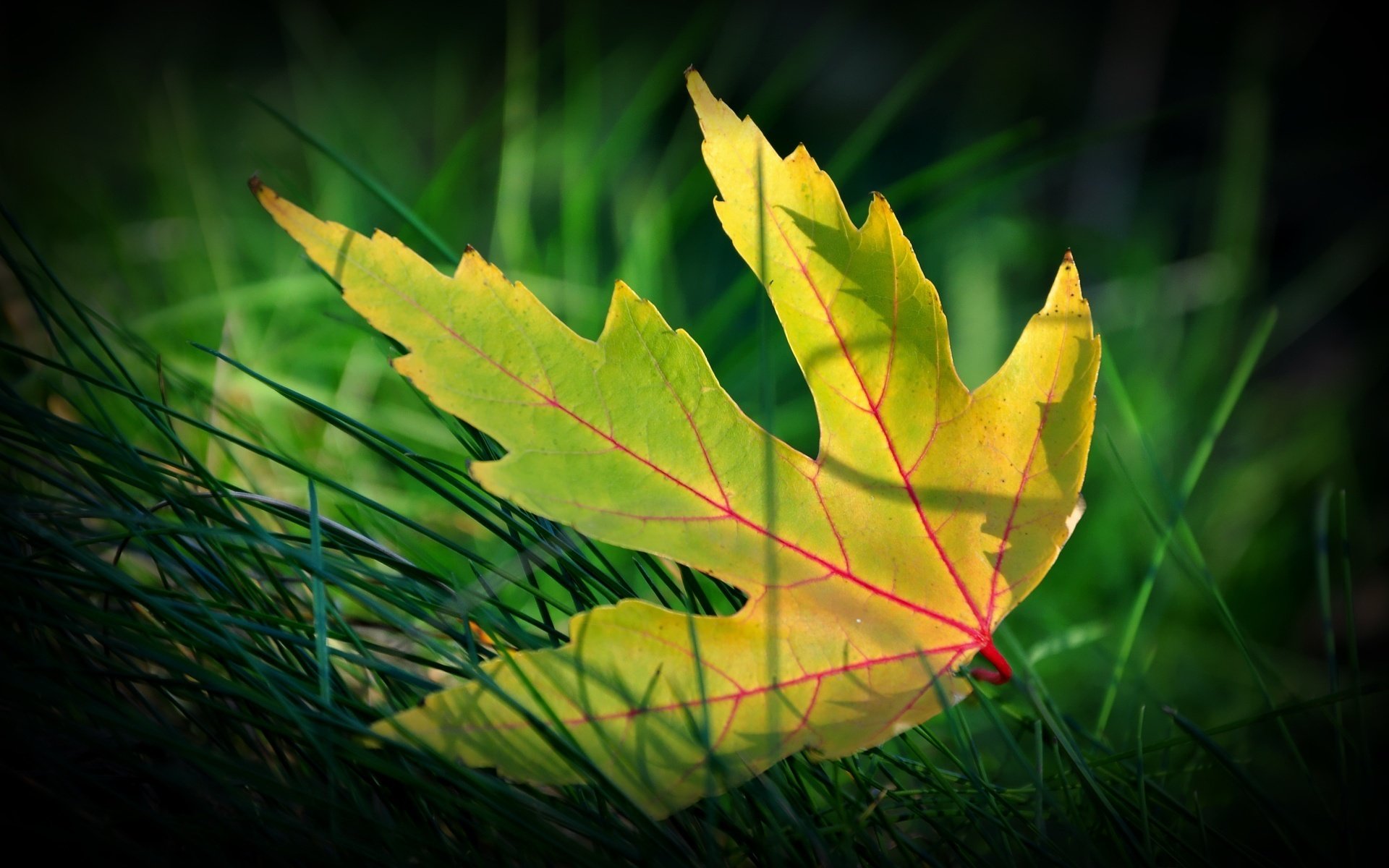 yellow leaf grass close up autumn