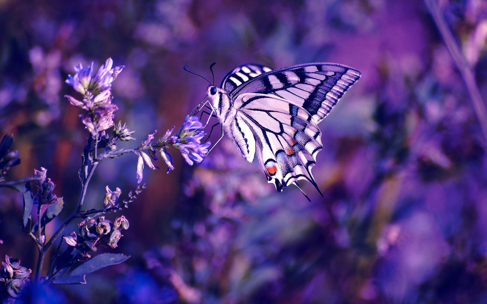 motyl kwiaty kwiat owad rośliny makro kolor liliowy fioletowy fioletowy