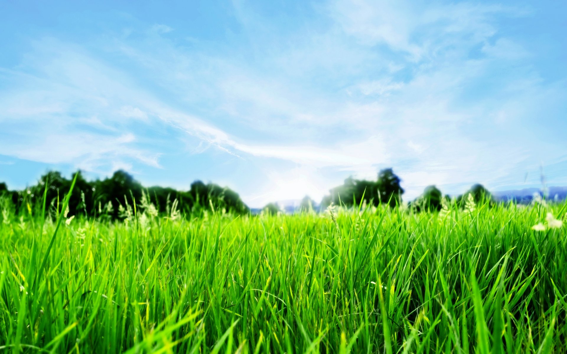 grass horizon spring