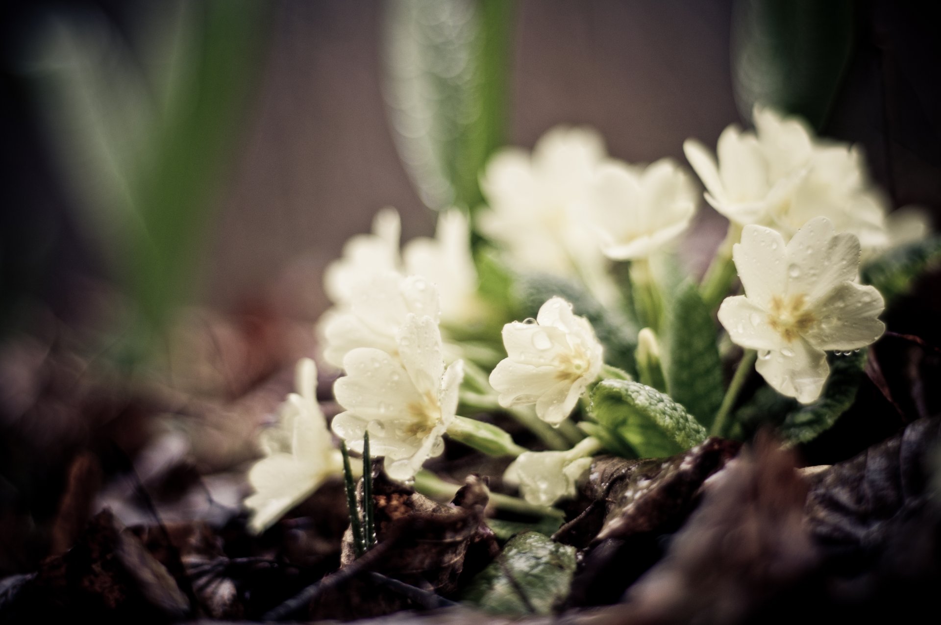 fleurs blanc terre feuilles verdure plantes gouttes printemps mise au point macro