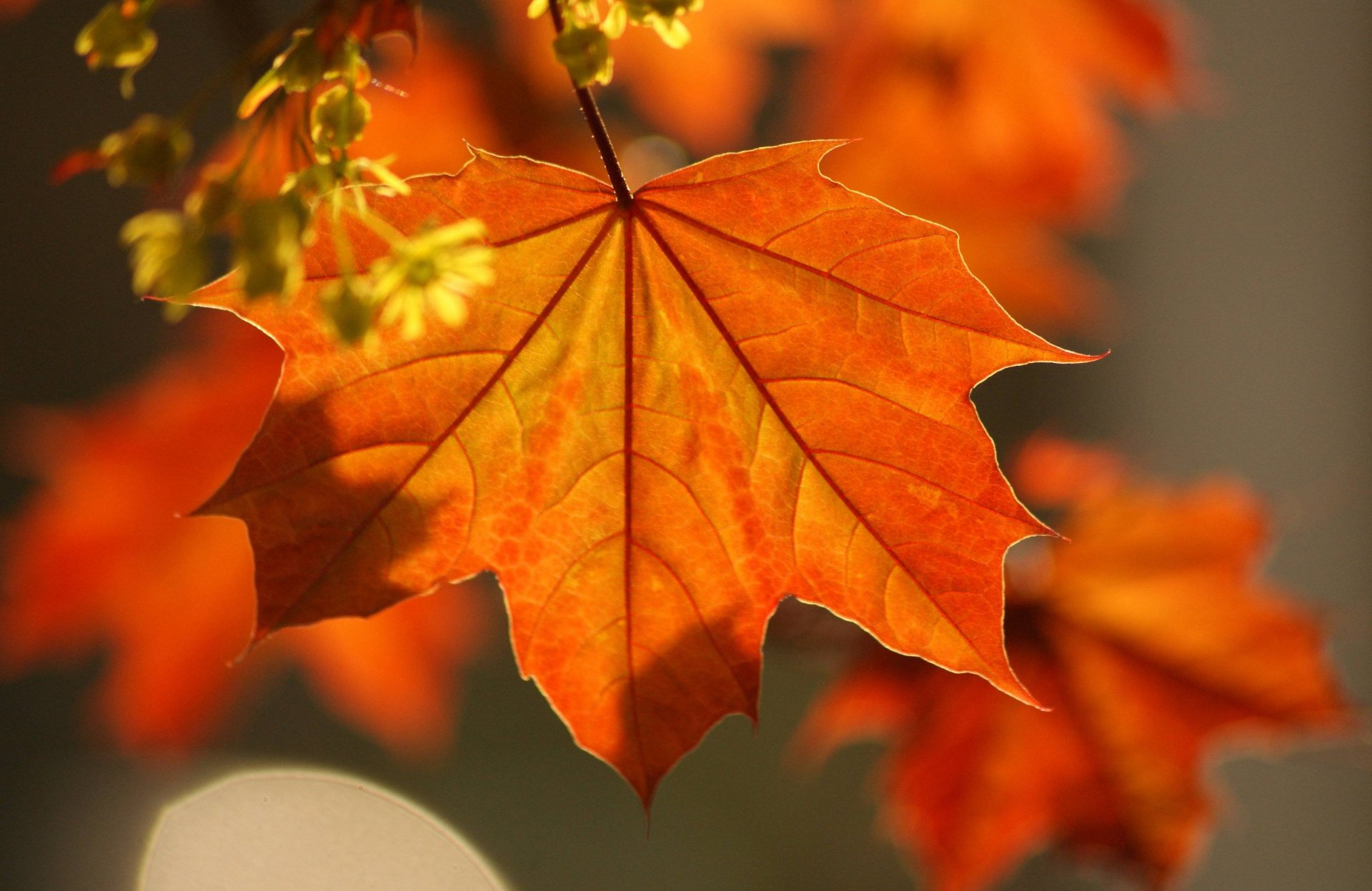 makro blätter ahorn herbst