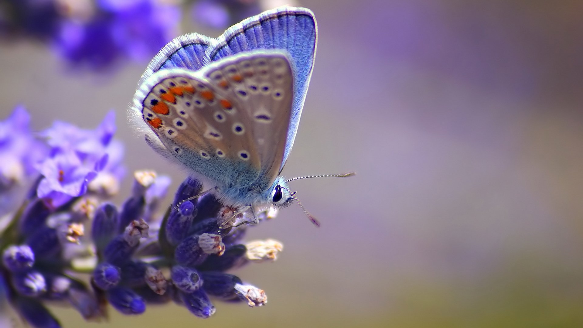 blume schmetterling makro unschärfe blau