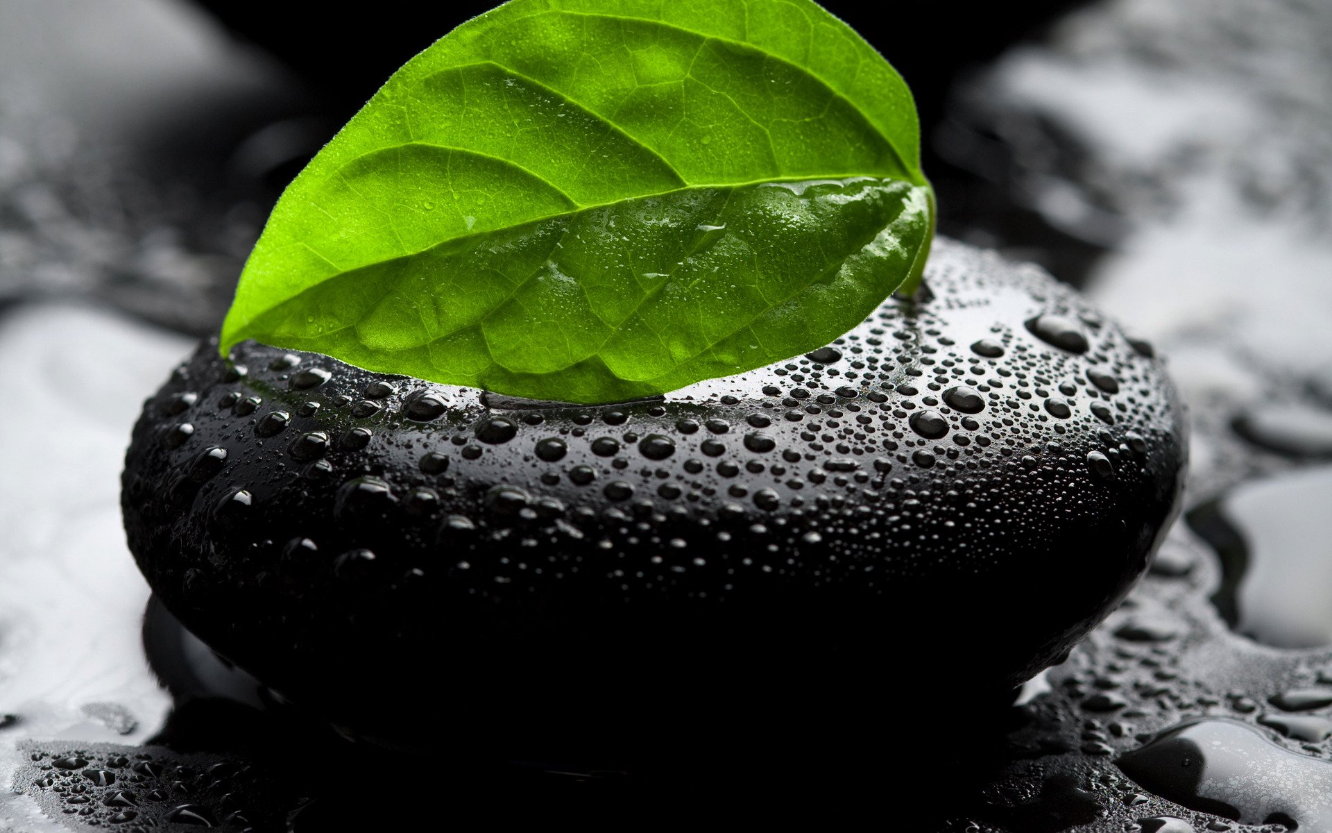 macro gotas gota piedra piedras hojas hoja hojas agua