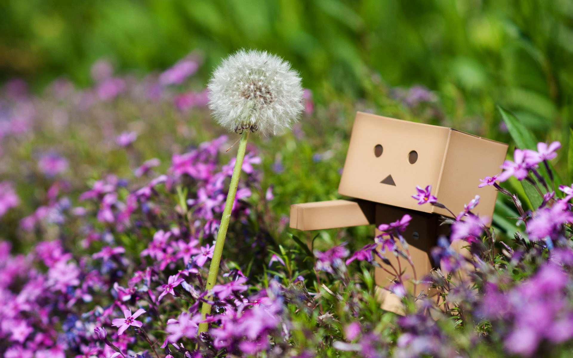 danbo dente di leone fiori piante rosa erba primavera macro