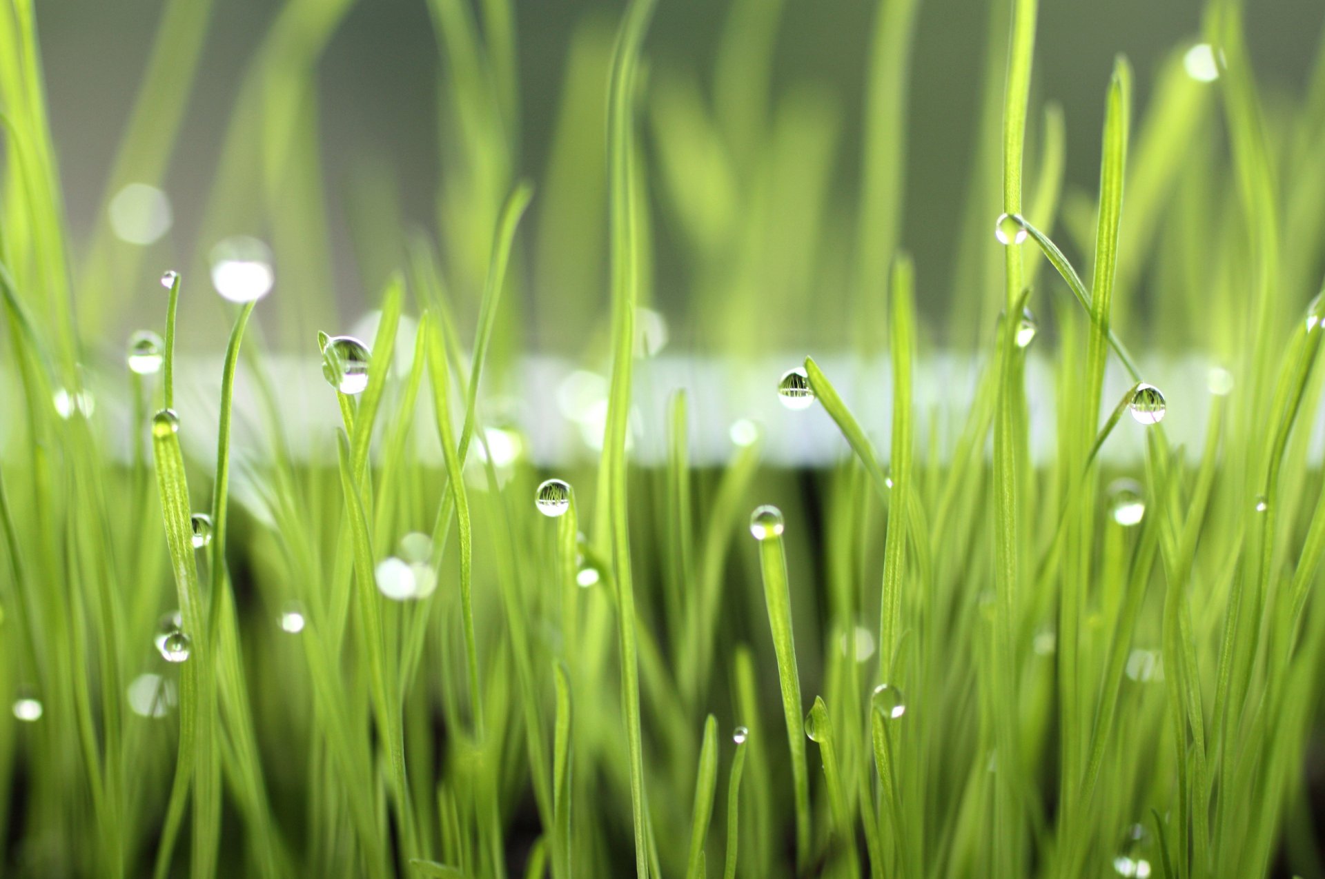 close up drops grass rosa morning