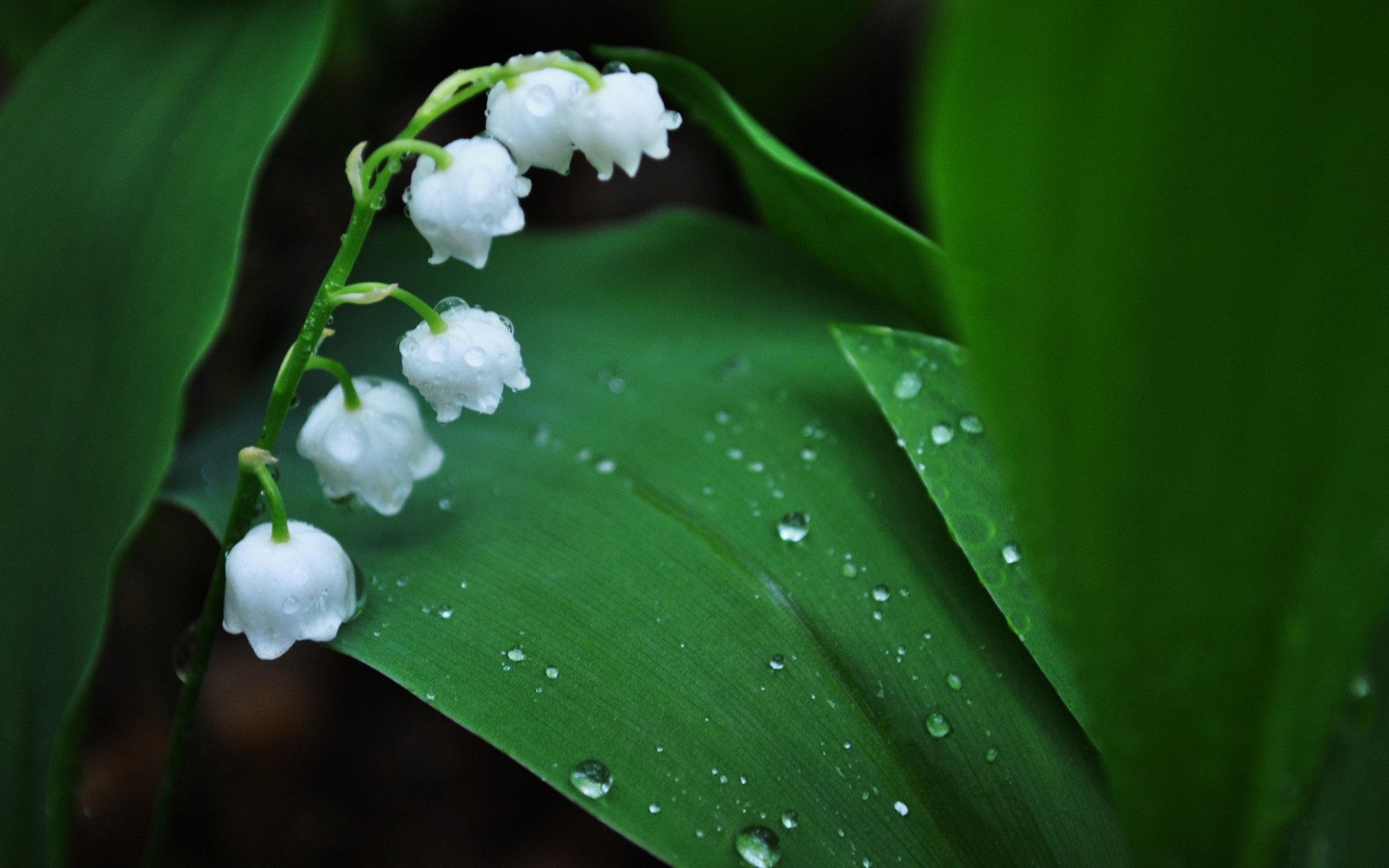 muguet muguet fleurs feuilles vert gouttes rosée macro printemps