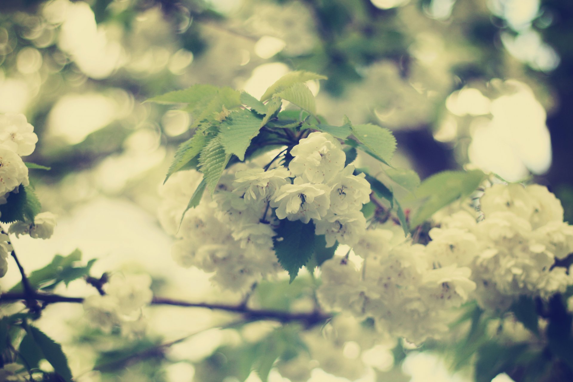 weiß blumen blüte blätter zweige frühling schönheit unschärfe bokeh zärtlichkeit