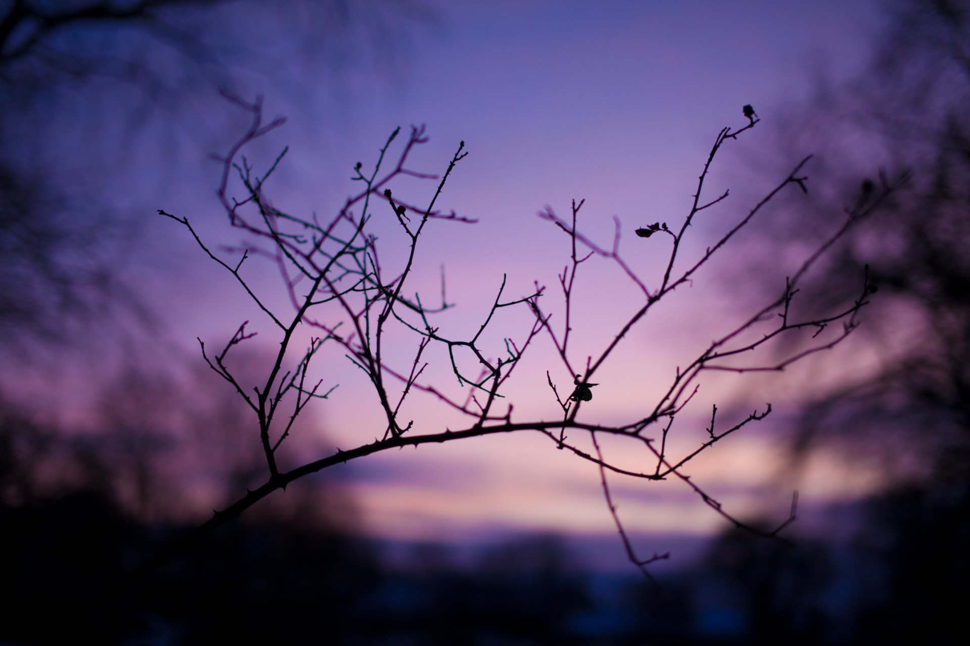 soirée crépuscule nature branches branches photo macro fond fond d écran