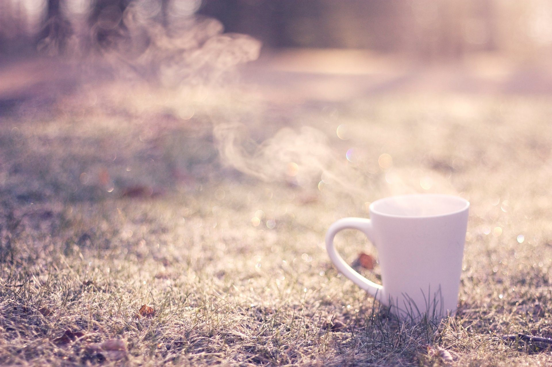 foto makro gras tasse hintergrund tapete