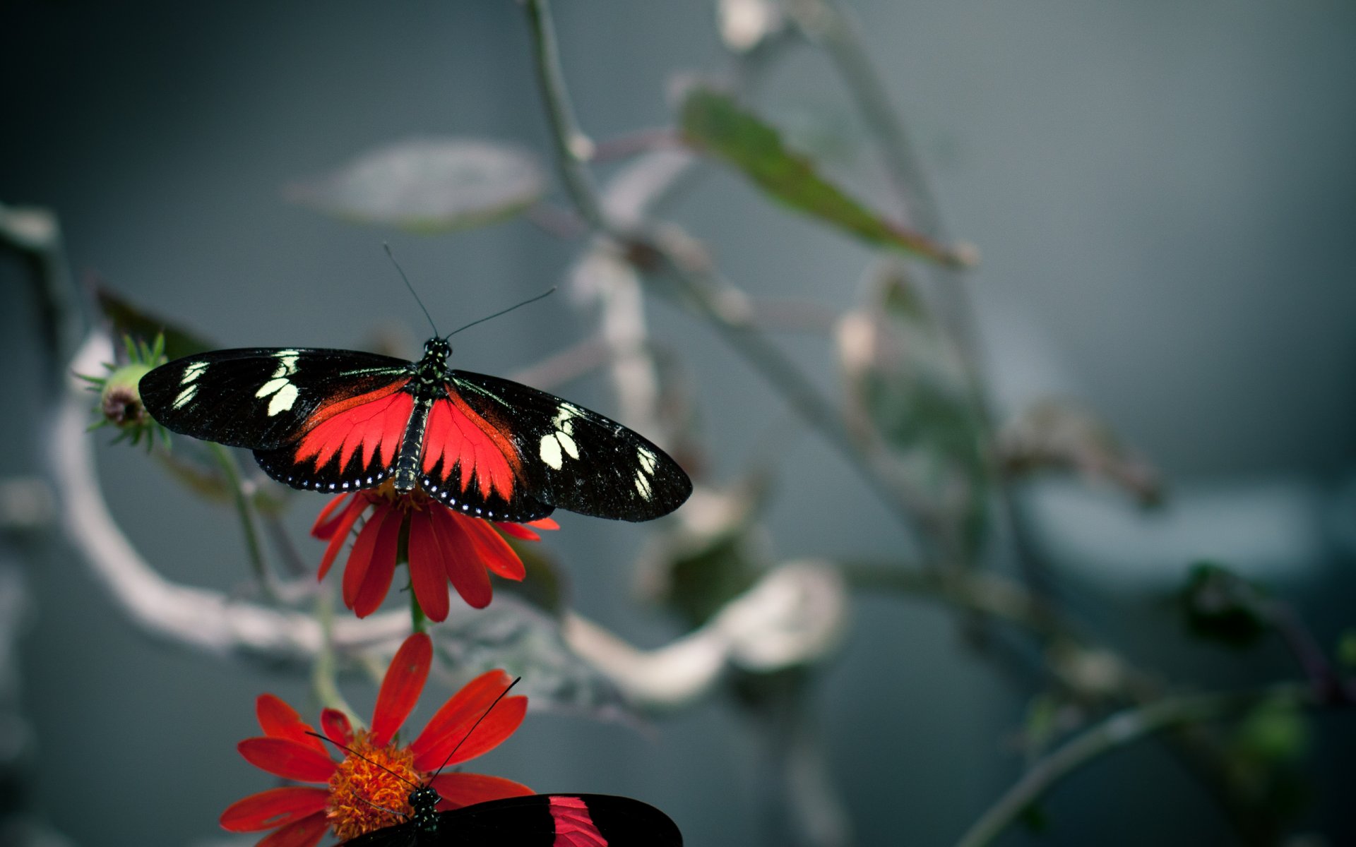 fleurs fleur papillon gros plan couleurs