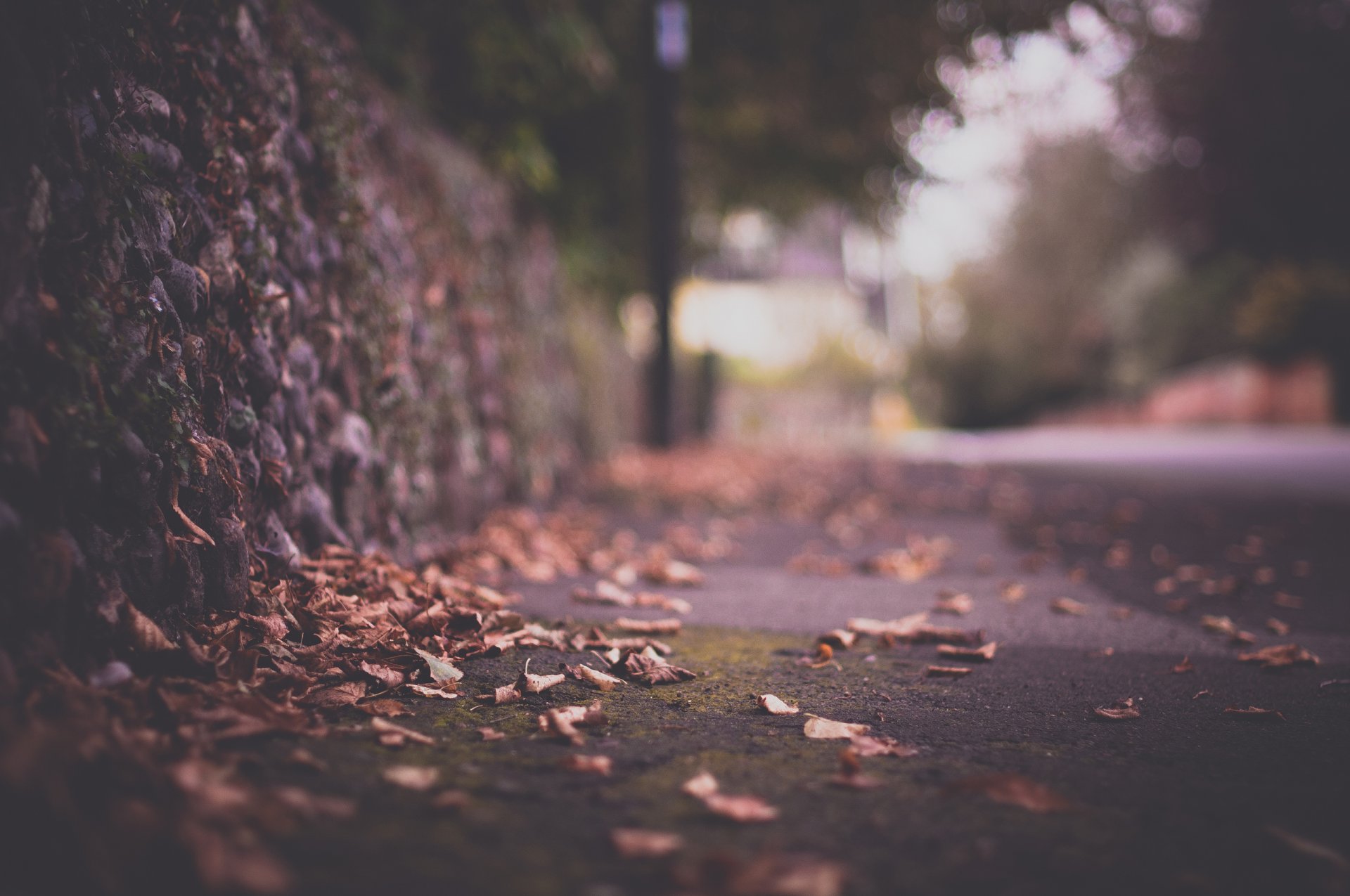 macro autunno strada città recinzione fogliame abbagliamento