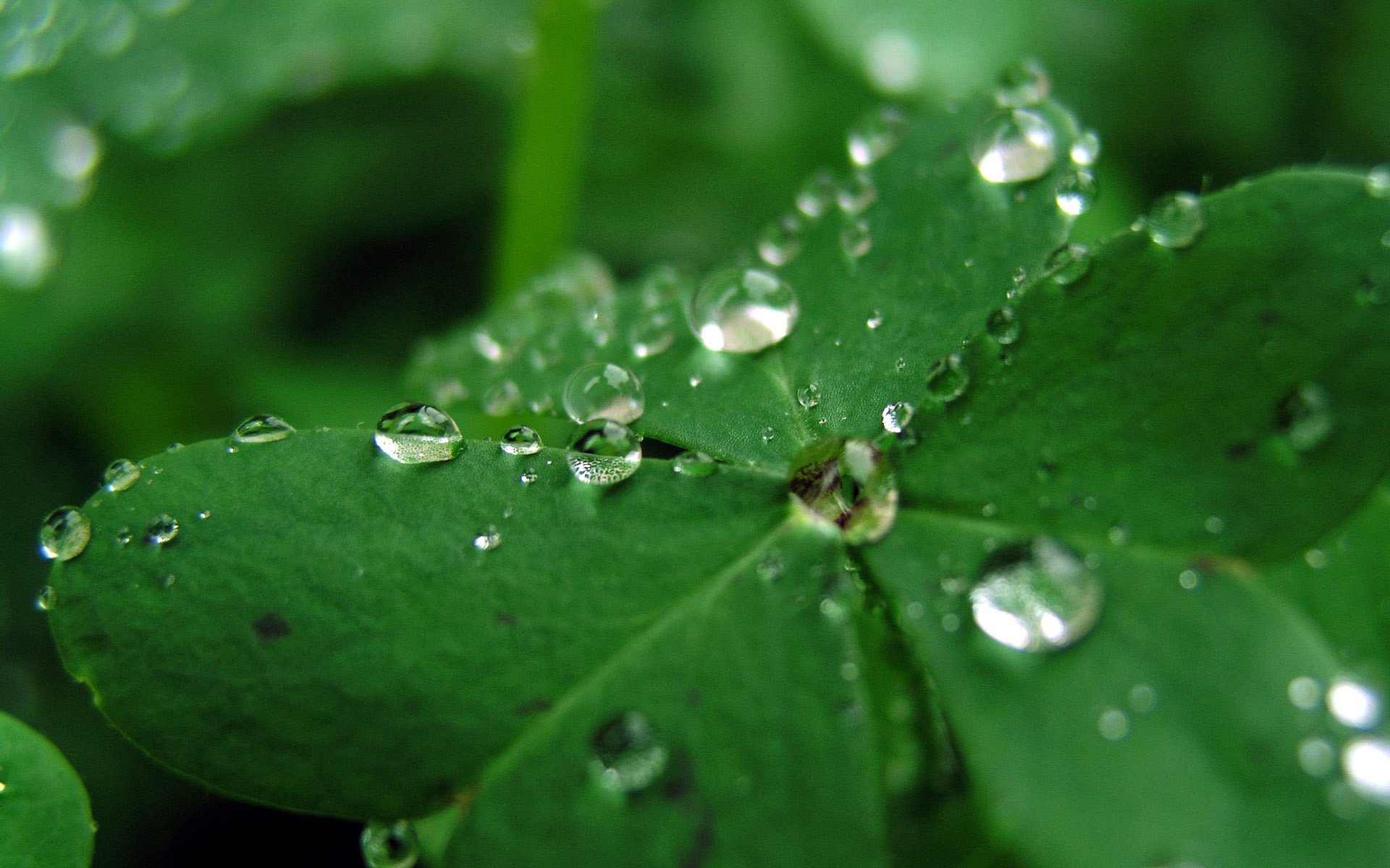 macro rugiada foglia