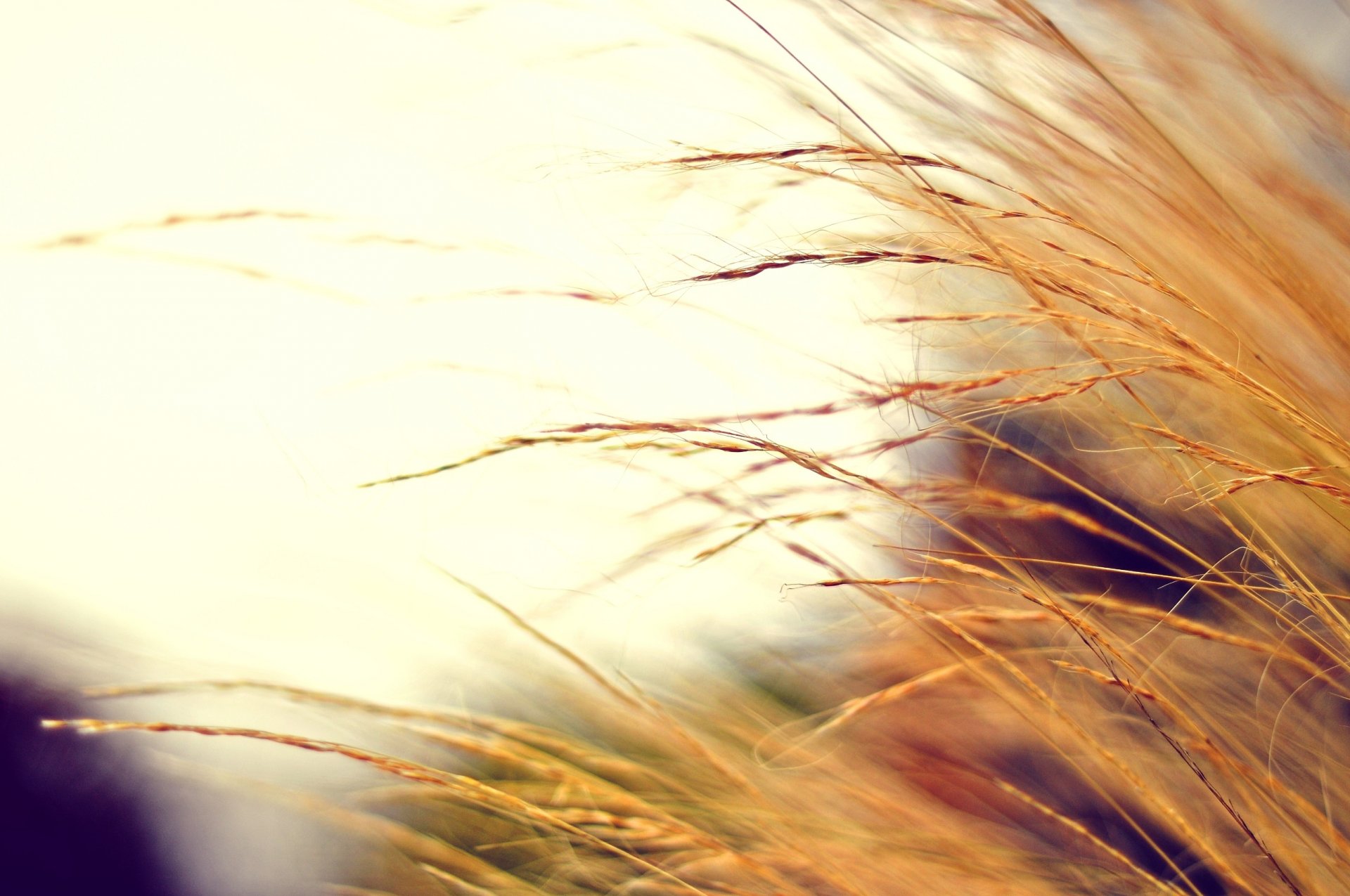 herbst makro foto trocken pflanze farben unschärfe hintergrund tapete